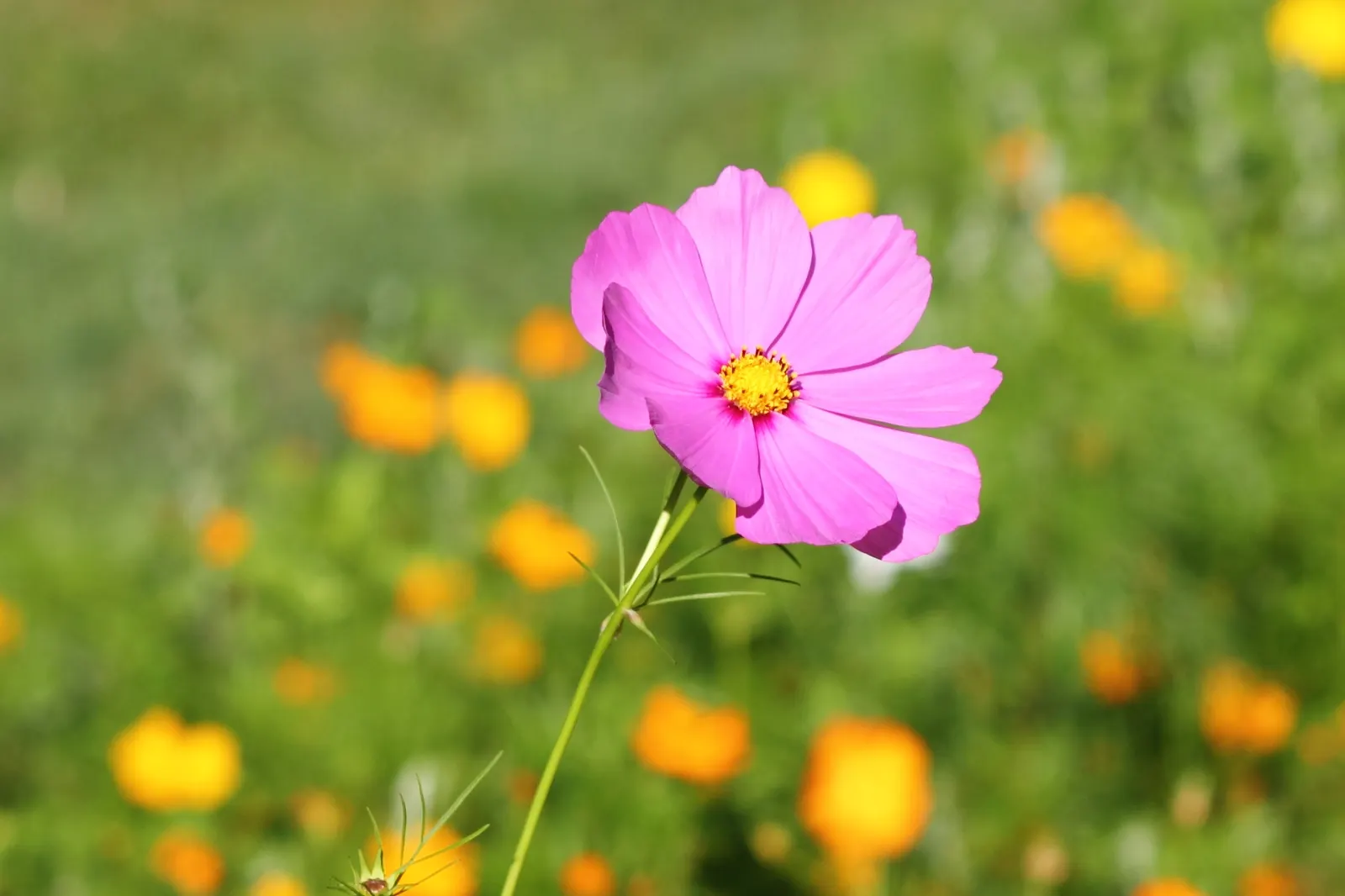 Annual Cosmos (Cosmos Bipinnatus) — these plants can quickly fill in spaces in garden beds and borders; thriving in full sun and well-draining soils, image 88