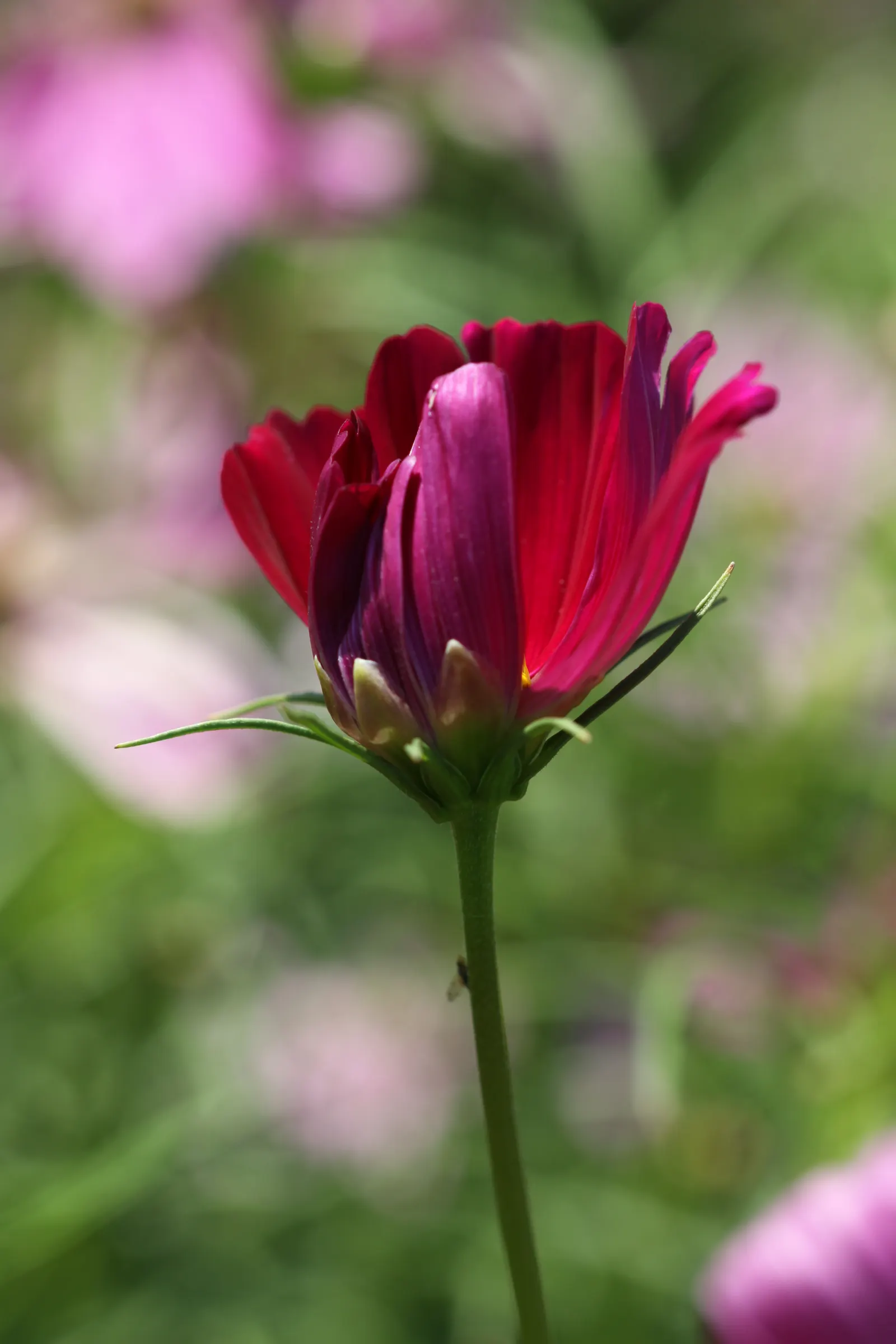 Annual Cosmos (Cosmos Bipinnatus) — With a moderate growth rate; multi-colored and pink flowers in the garden