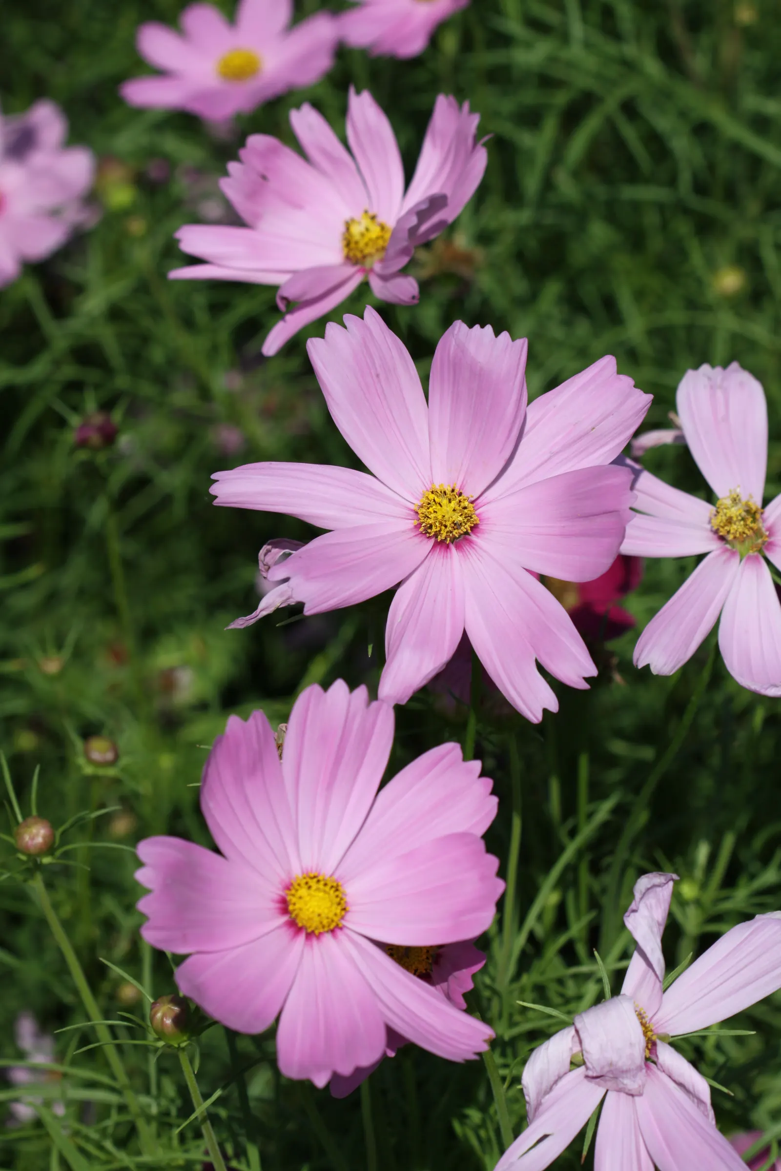 Annual Cosmos (Cosmos Bipinnatus) — these plants can quickly fill in spaces in garden beds and borders; thriving in full sun and well-draining soils, image 120