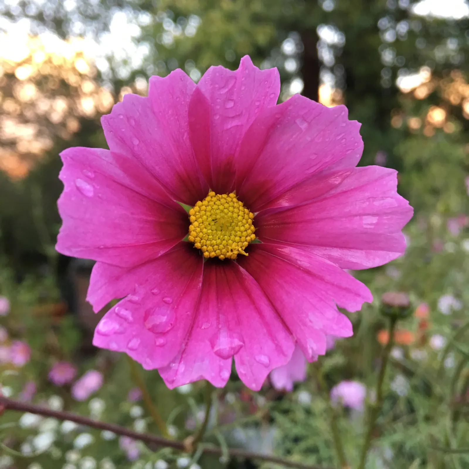 Annual Cosmos (Cosmos Bipinnatus) — and red atop slender stems reaching 2-4 feet in height; requiring at least 6 hours of direct sunlight each day, image 99