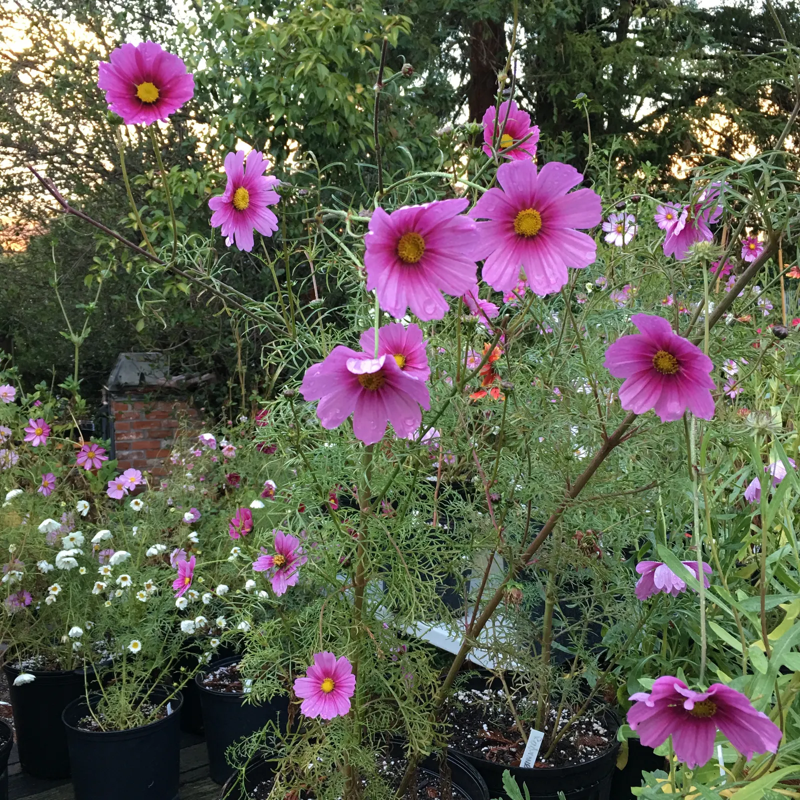 Annual Cosmos (Cosmos Bipinnatus) — with widths spanning from 1 to 2 feet; and red atop slender stems reaching 2-4 feet in height, image 170