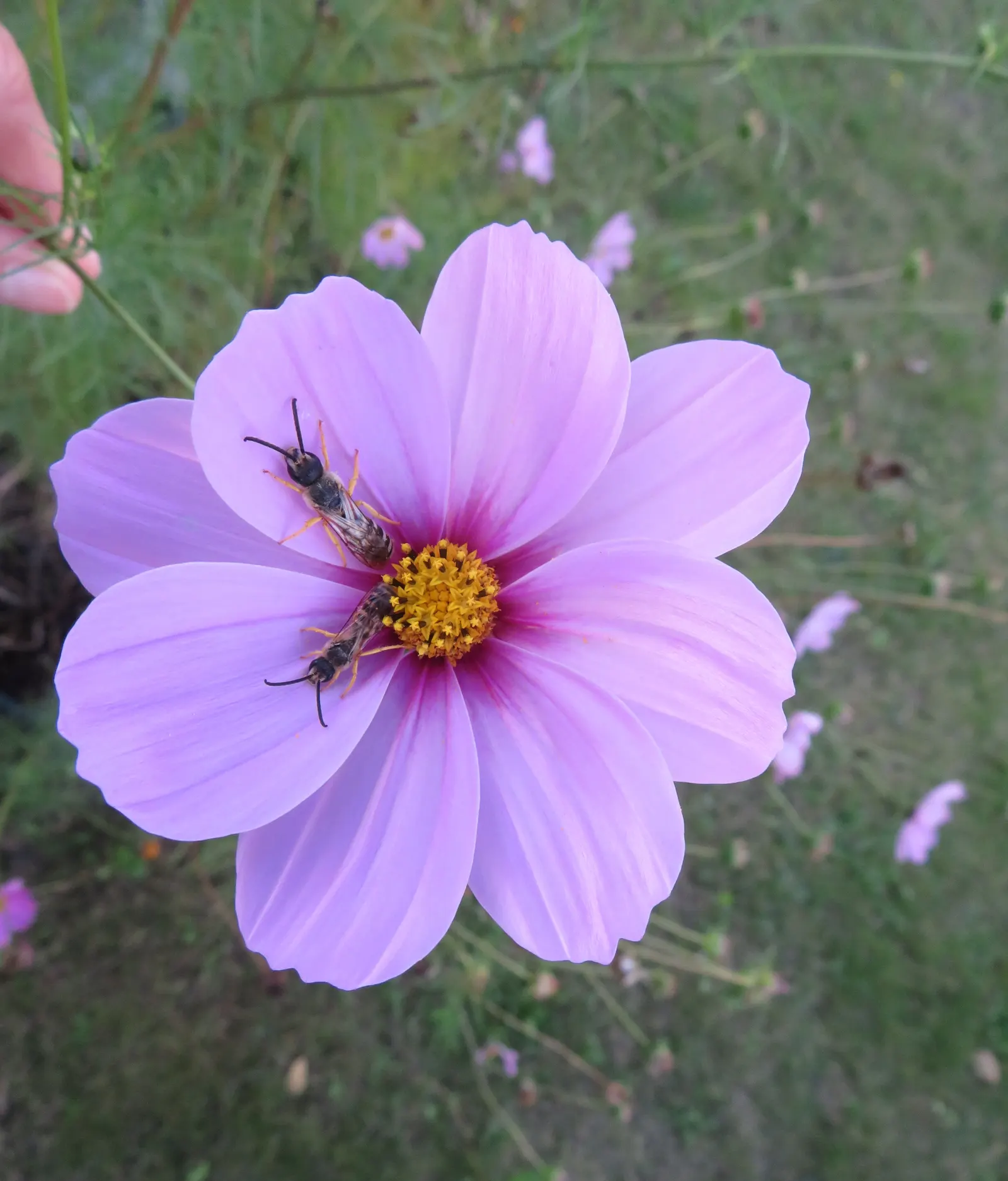 Annual Cosmos (Cosmos Bipinnatus) — with widths spanning from 1 to 2 feet; and red atop slender stems reaching 2-4 feet in height, image 138