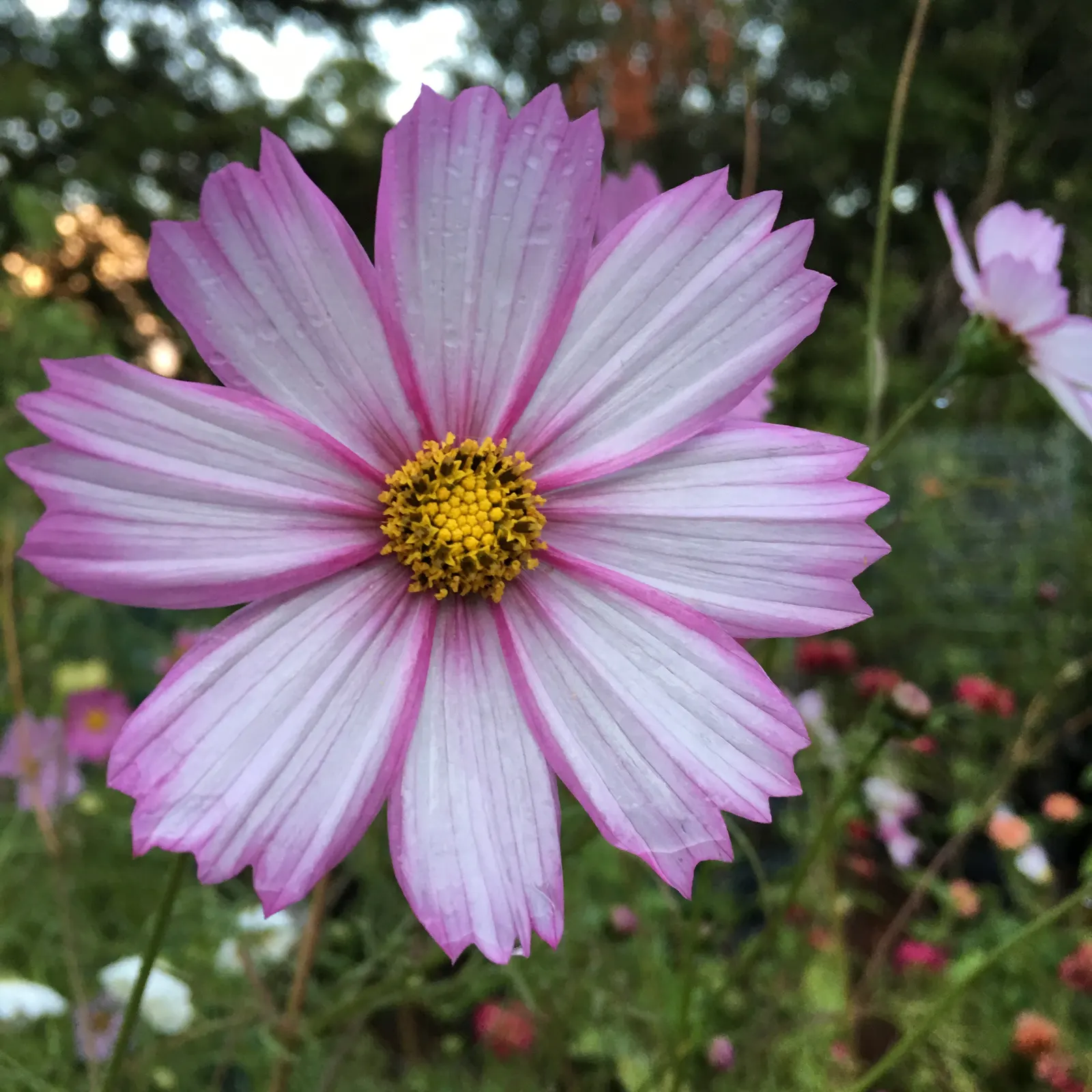 Annual Cosmos (Cosmos Bipinnatus) — Its height makes it suitable for a mid-border position or as an informal backdrop for shorter plants