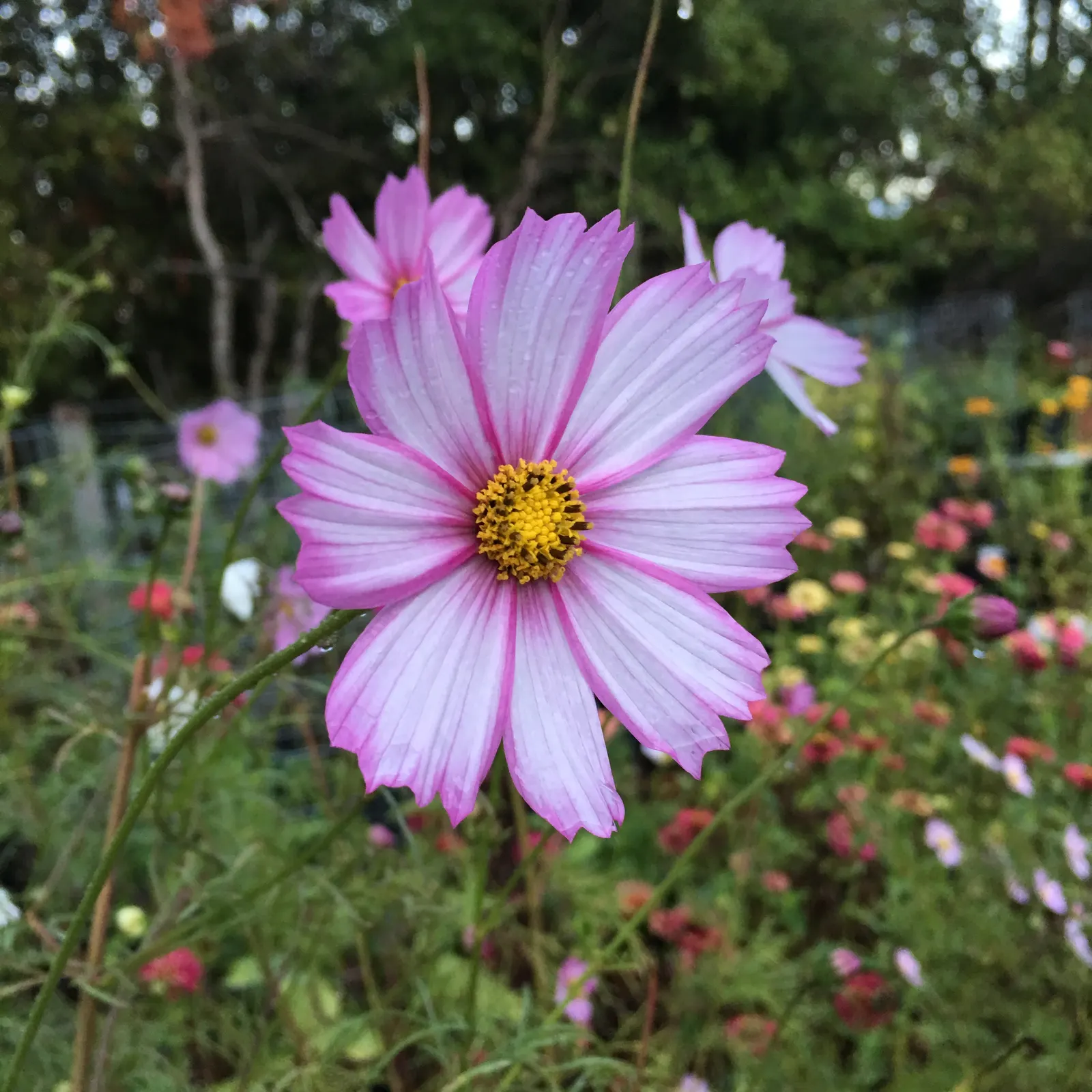 Annual Cosmos (Cosmos Bipinnatus) — Thriving in full sun and well-draining soils; annual for full or half, image 69