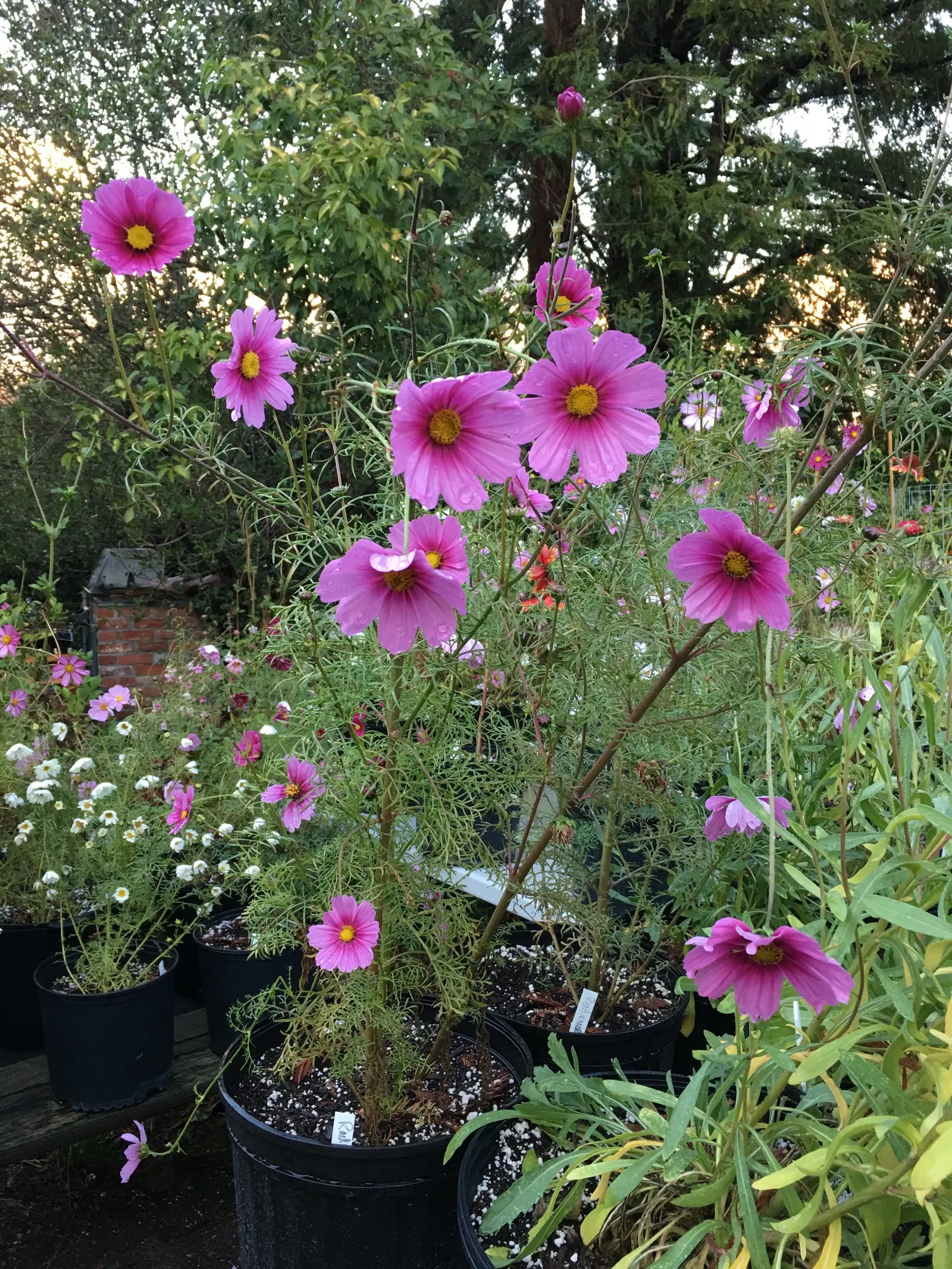 Annual Cosmos (Cosmos Bipinnatus) — finely-divided leaves are an attractive deep green