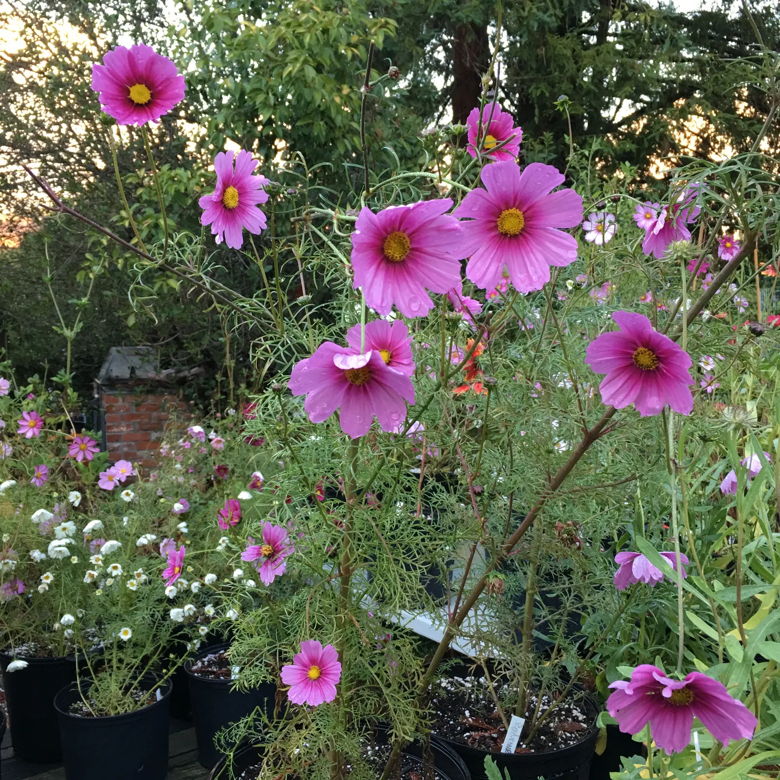 Annual Cosmos (Cosmos Bipinnatus) — finely-divided leaves are an attractive deep green; these plants can quickly fill in spaces in garden beds and, image 141