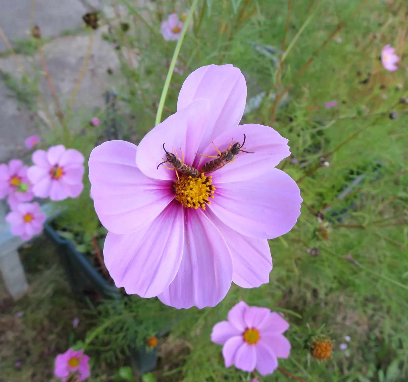 Annual Cosmos (Cosmos Bipinnatus) — and rich magentas.<br><br>Cosmos thrive in full sun exposure; well-drained soils; however, image 113