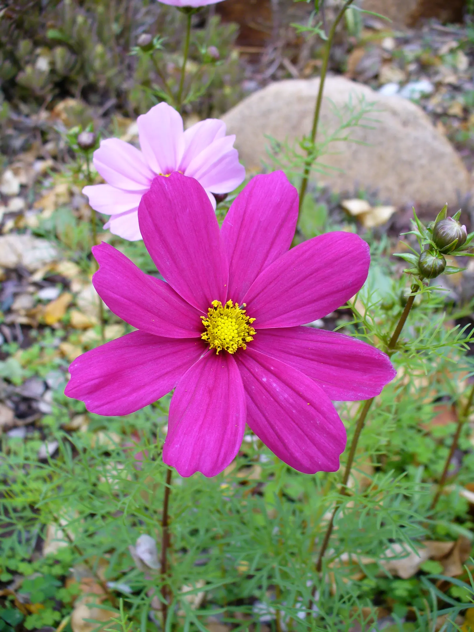 Annual Cosmos (Cosmos Bipinnatus) — Cosmos bipinnatus boasts an upright; with widths spanning from 1 to 2 feet, image 107