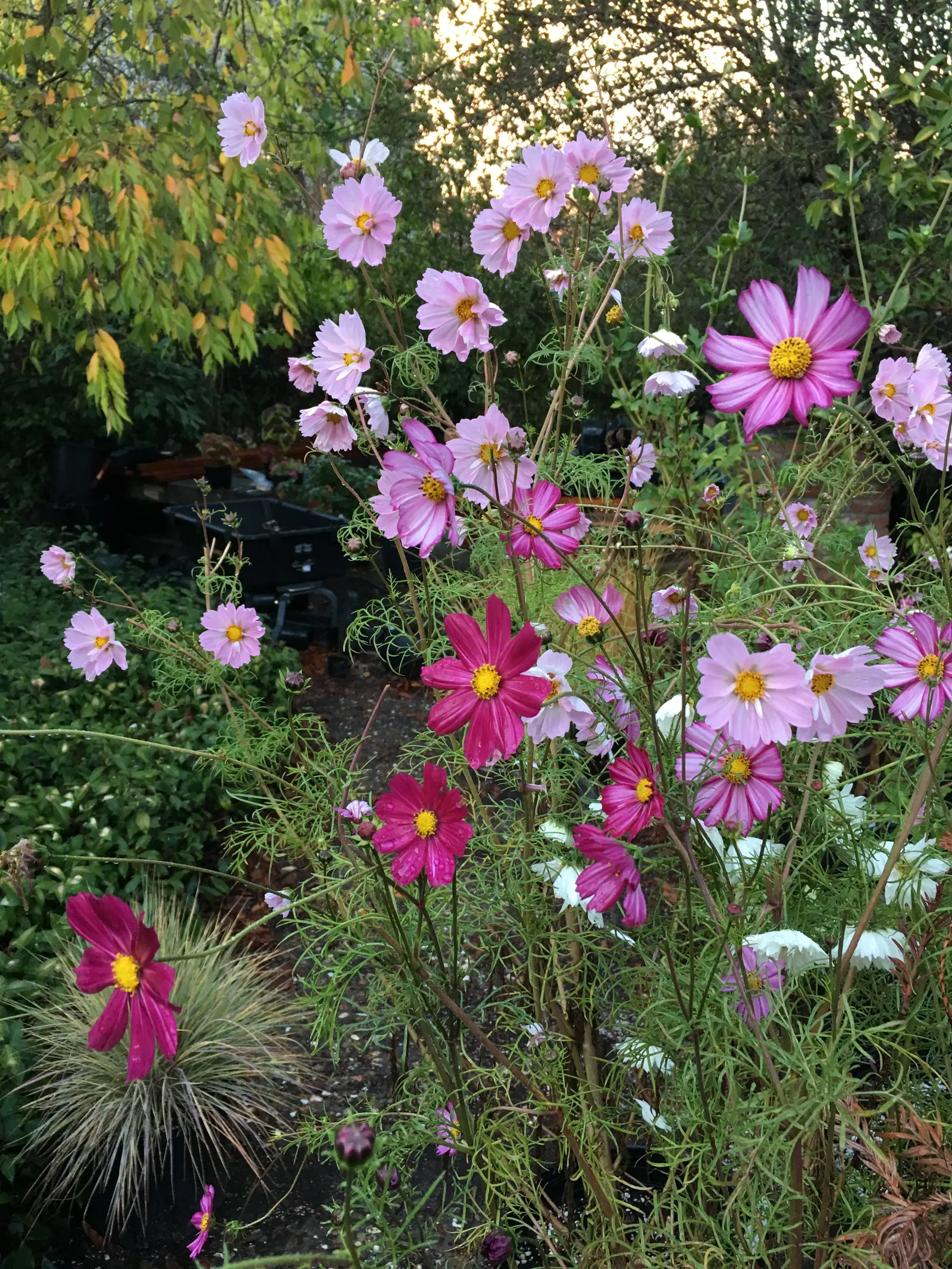 Annual Cosmos (Cosmos Bipinnatus) — Plus, their flowers are attractive to butterflies and bees, adding an extra layer of life to your garden; its, image 91
