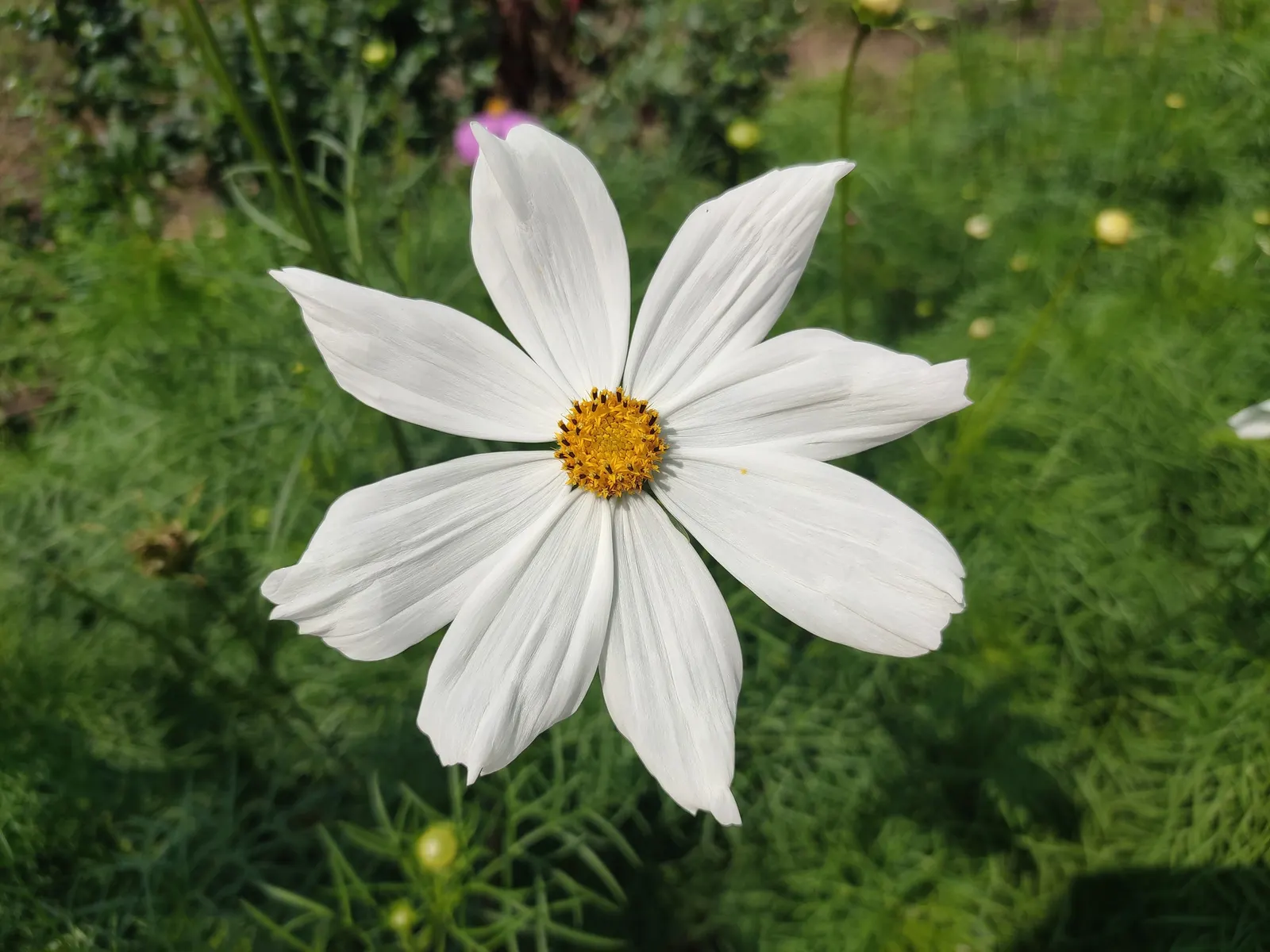 Annual Cosmos (Cosmos Bipinnatus) — Deadheading will encourage continued blooming and maintain a tidy appearance; are a popular choice for adding, image 125
