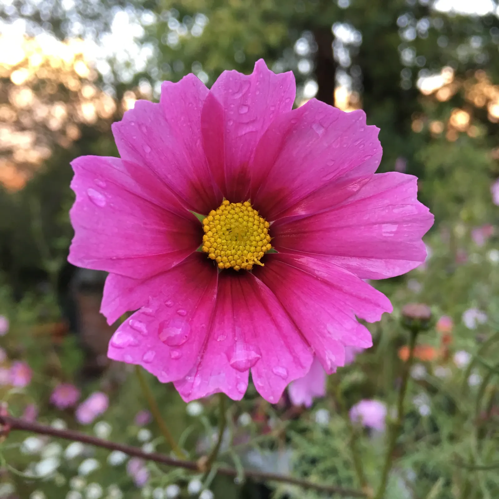 Annual Cosmos (Cosmos Bipinnatus) — For cutting gardens, Cosmos is an exceptional candidate, producing long-stemmed flowers ideal for bouquets, image 124
