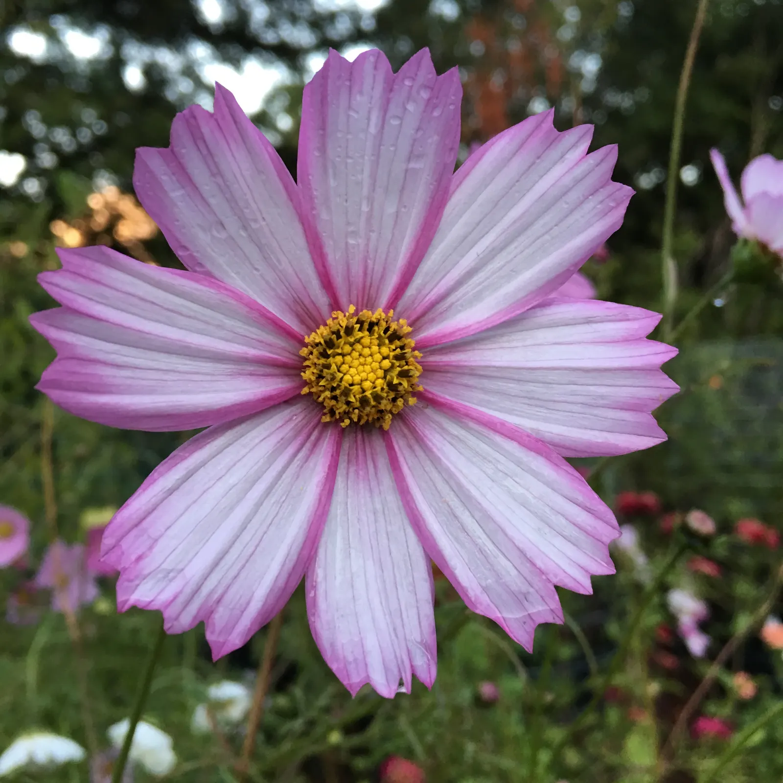 Annual Cosmos (Cosmos Bipinnatus) — Cosmos bipinnatus boasts an upright; with widths spanning from 1 to 2 feet