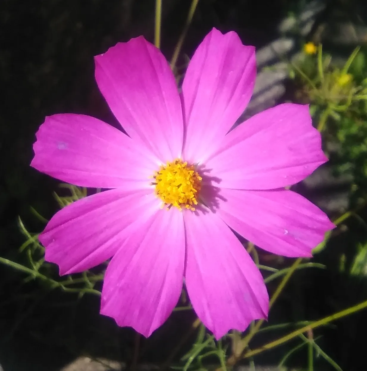 Annual Cosmos (Cosmos Bipinnatus) — They are not fussy about soil conditions and do well in average; it boasts feathery foliage and vibrant, image 83
