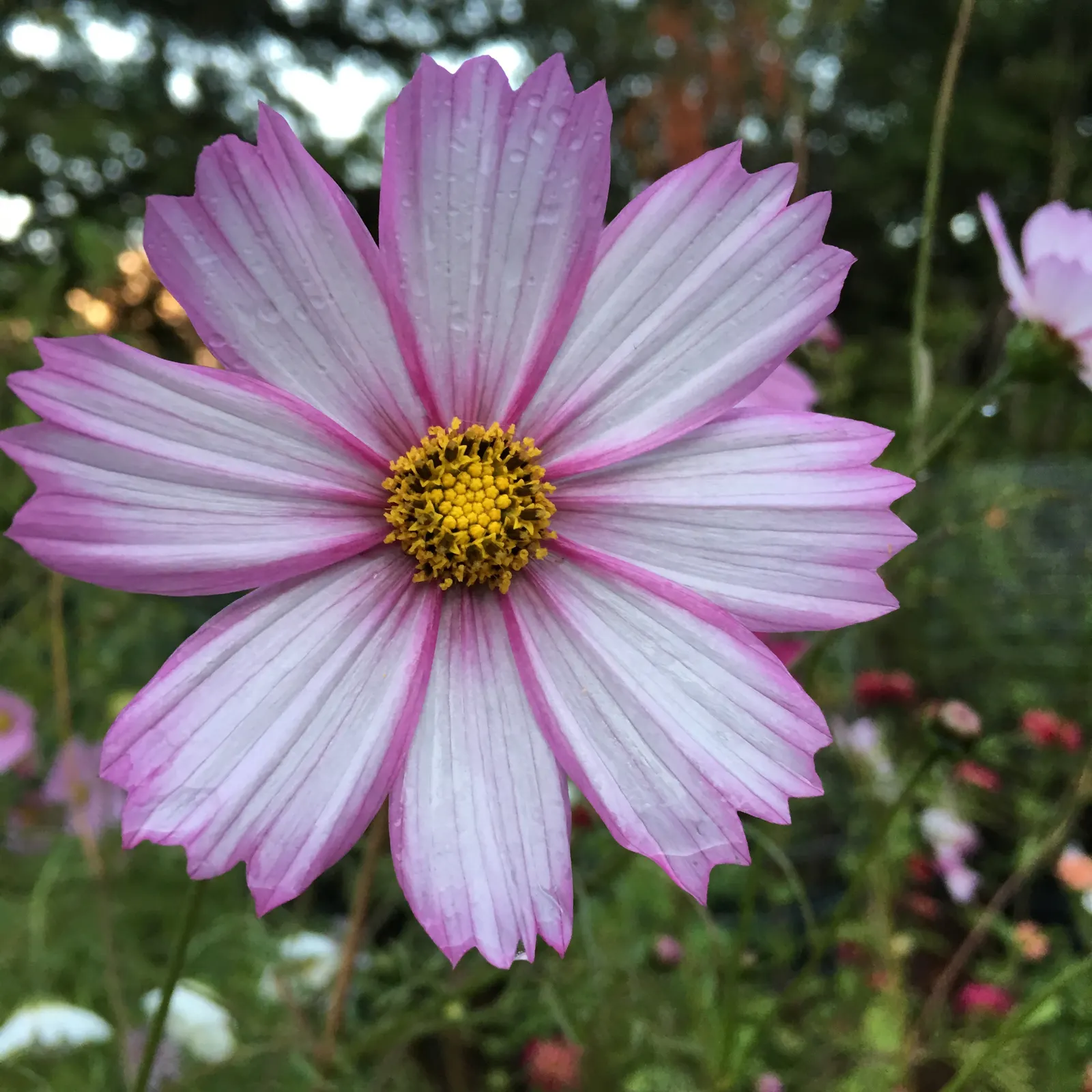 Annual Cosmos (Cosmos Bipinnatus) — Deadheading will encourage continued blooming and maintain a tidy appearance; are a popular choice for adding vibrant color