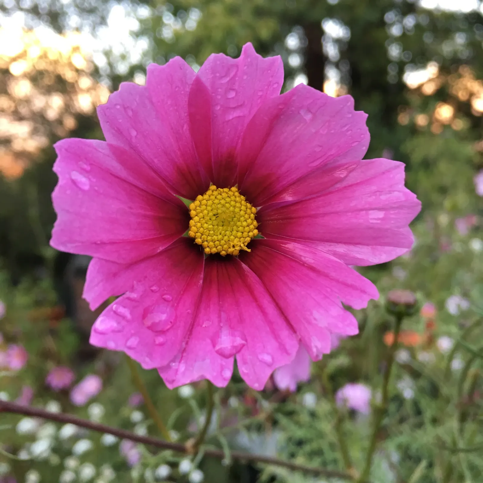 Annual Cosmos (Cosmos Bipinnatus) — well-drained soils; however; they complete their life cycle within one growing season, image 148