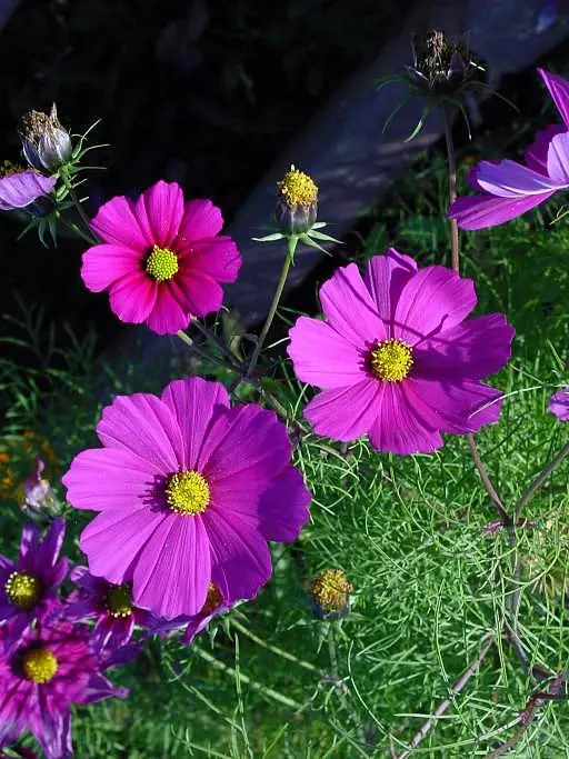 Annual Cosmos (Cosmos Bipinnatus) — It boasts feathery foliage and vibrant blossoms in shades of pink; cosmos bipinnatus boasts an upright, image 130
