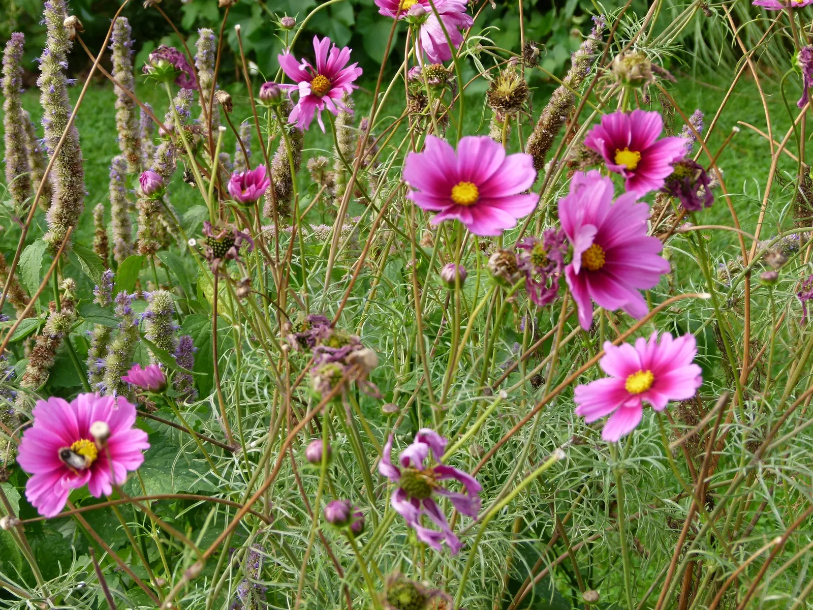 Annual Cosmos (Cosmos Bipinnatus) — Blooms measure about 2-4 inches across, adding a splash of color and attracting pollinators; or intersperse them amongst