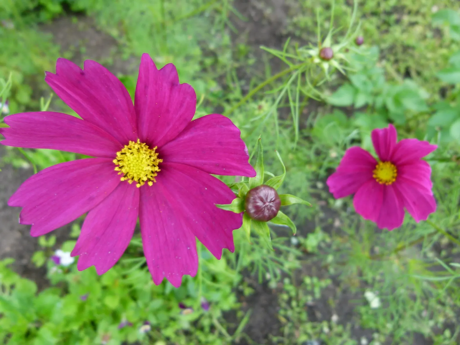 Annual Cosmos (Cosmos Bipinnatus) — making them a forgiving choice for landscapes in hotter