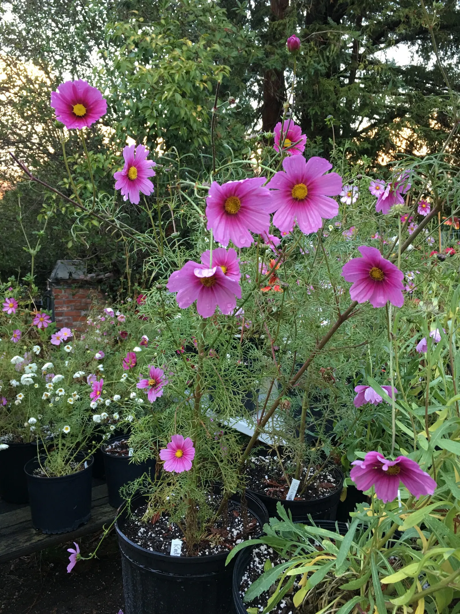 Annual Cosmos (Cosmos Bipinnatus) — Plus, their flowers are attractive to butterflies and bees, adding an extra layer of life to your garden; its, image 123
