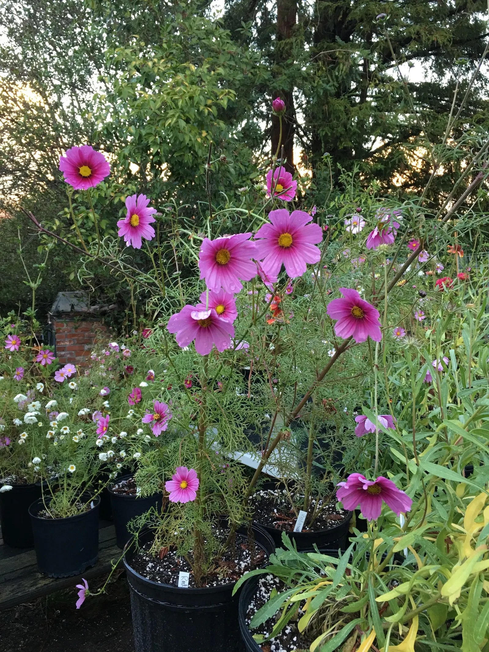 Annual Cosmos (Cosmos Bipinnatus) — these plants can quickly fill in spaces in garden beds and borders; thriving in full sun and well-draining soils, image 152