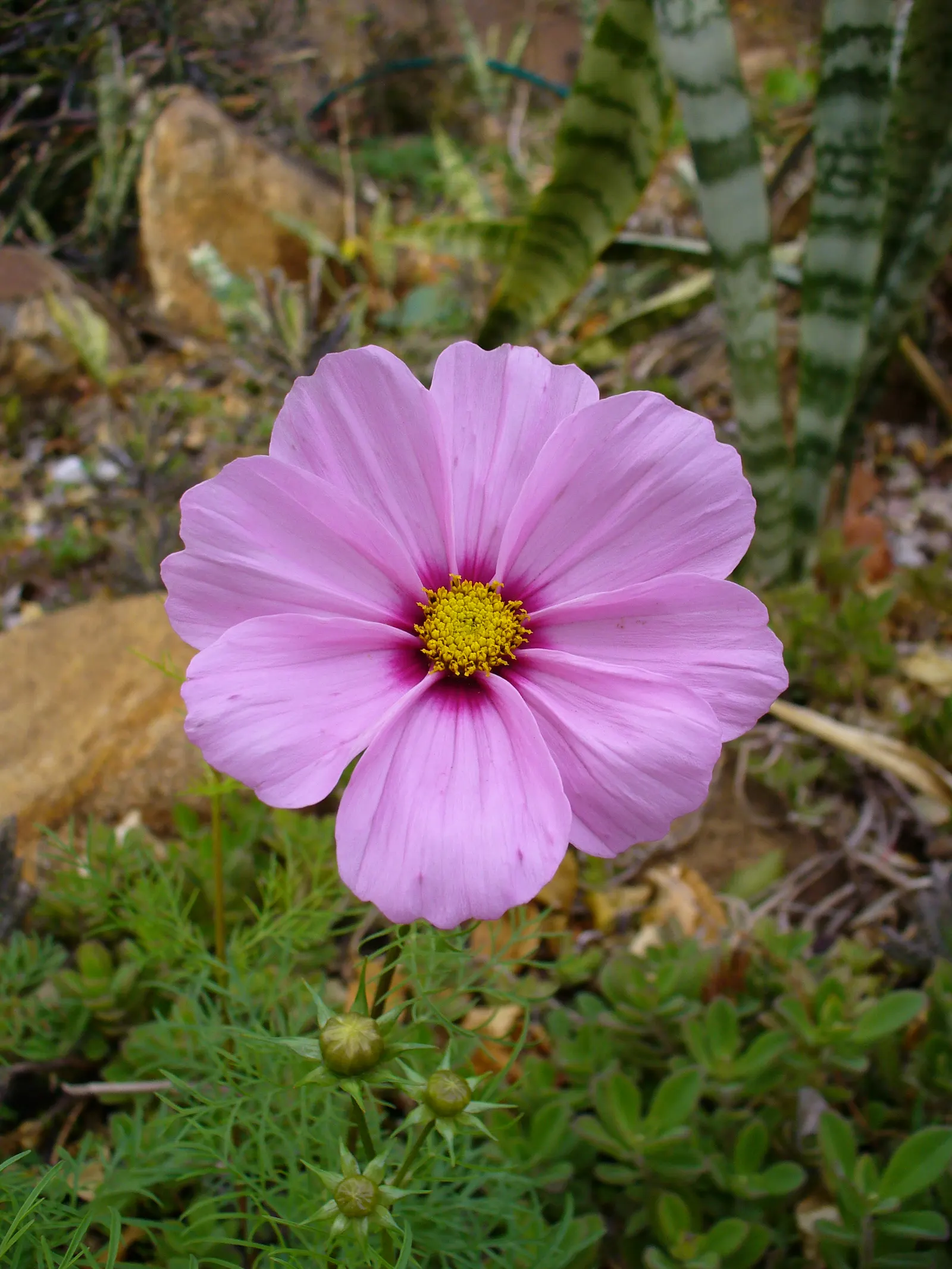 Annual Cosmos (Cosmos Bipinnatus) — are a popular choice for adding vibrant color and feathery textures to garden landscapes; they are quite, image 72