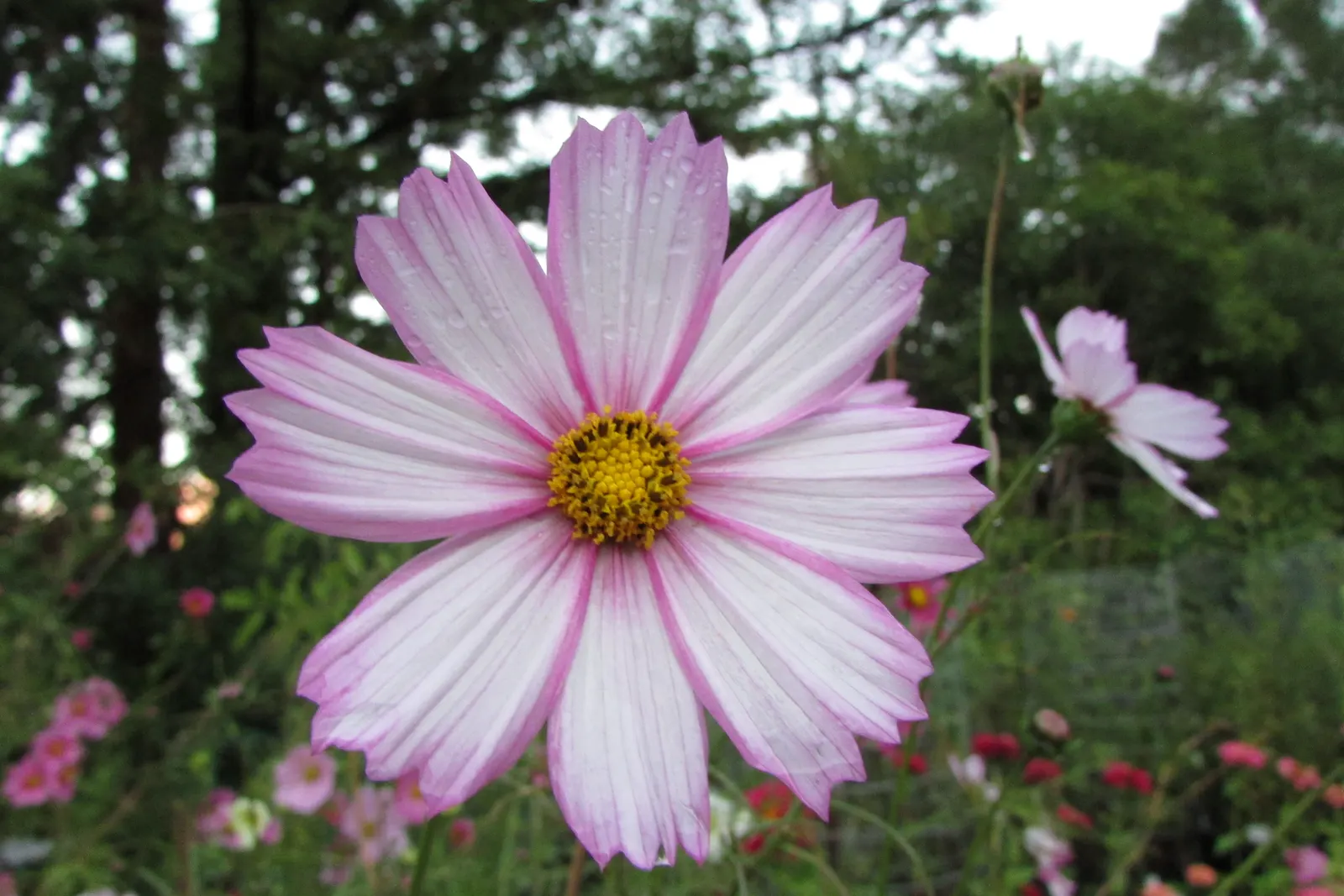 Annual Cosmos (Cosmos Bipinnatus) — creating a delicate backdrop for the daisy-like flowers
