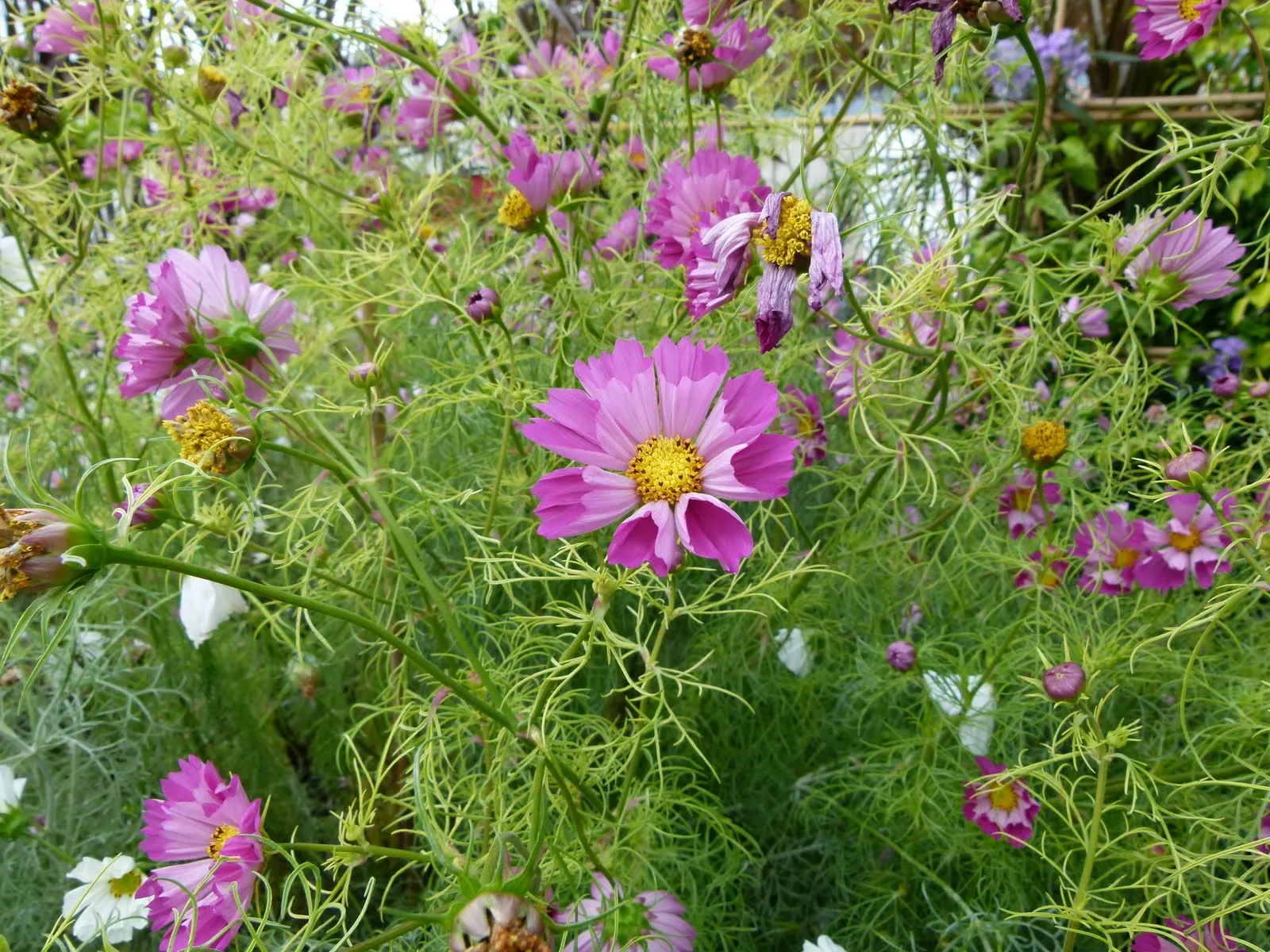 Annual Cosmos (Cosmos Bipinnatus) — Thriving in full sun and well-draining soils