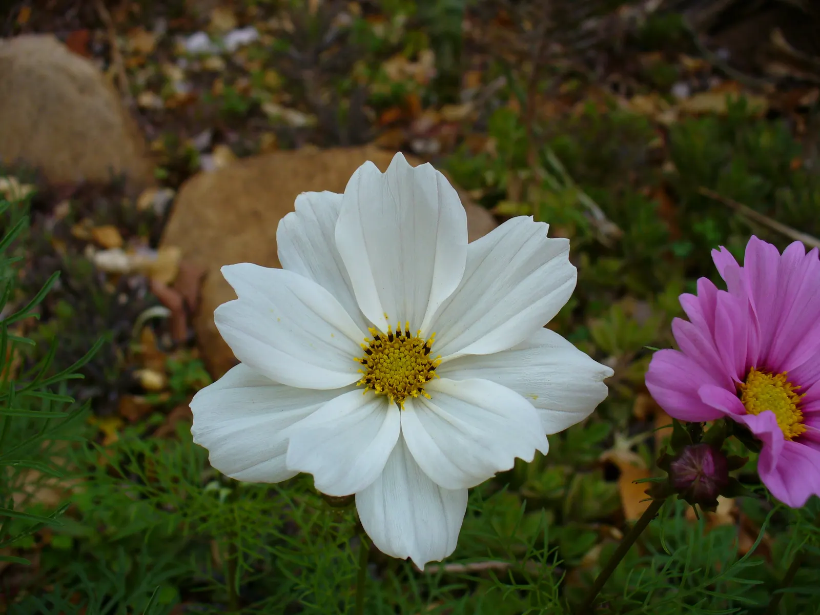 Annual Cosmos (Cosmos Bipinnatus) — Cosmos bipinnatus, known as Annual Cosmos, is an eye-catching flowering plant