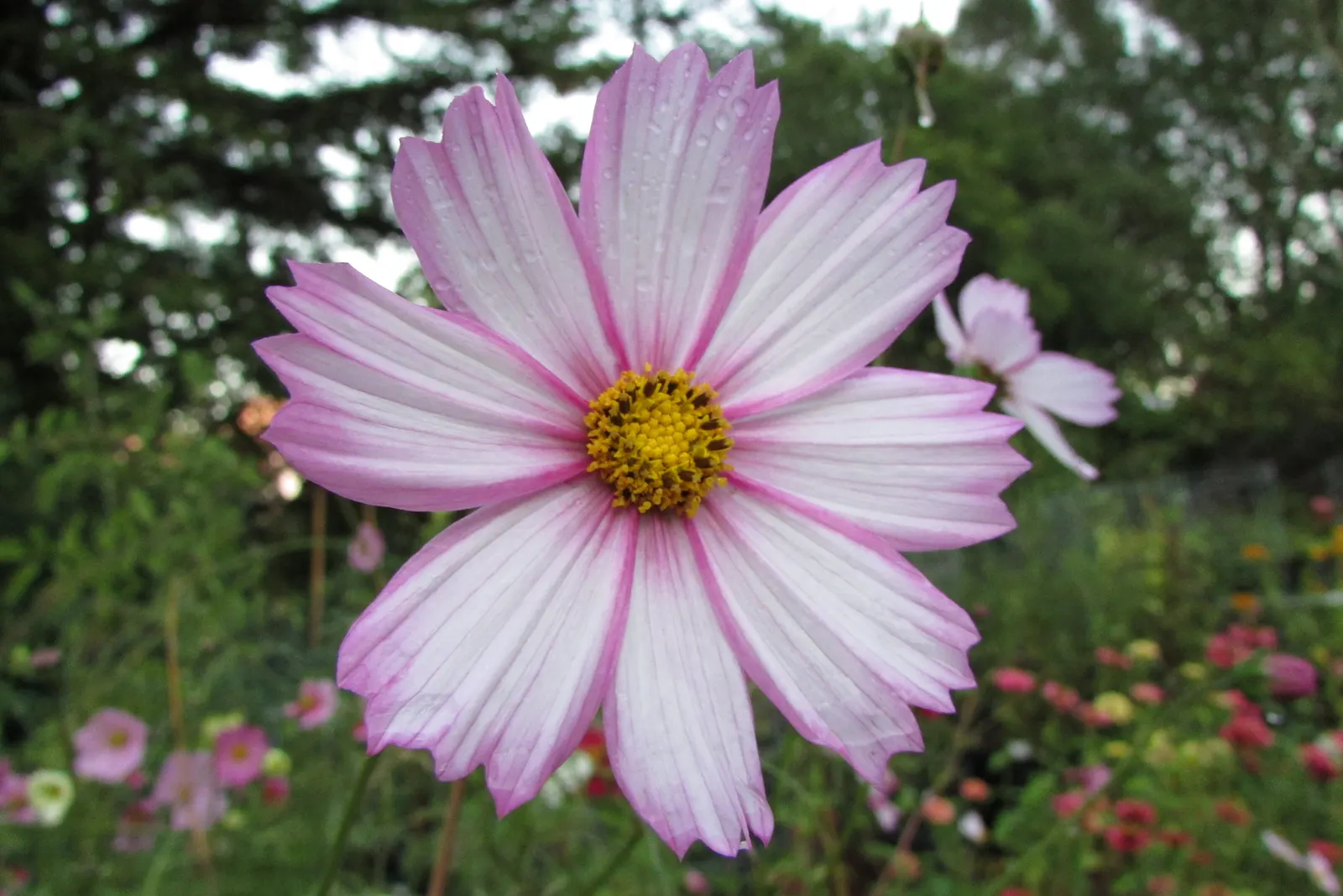 Annual Cosmos (Cosmos Bipinnatus) — affectionately known as Cosmos bipinnatus; creating a delicate backdrop for the daisy-like flowers, image 71