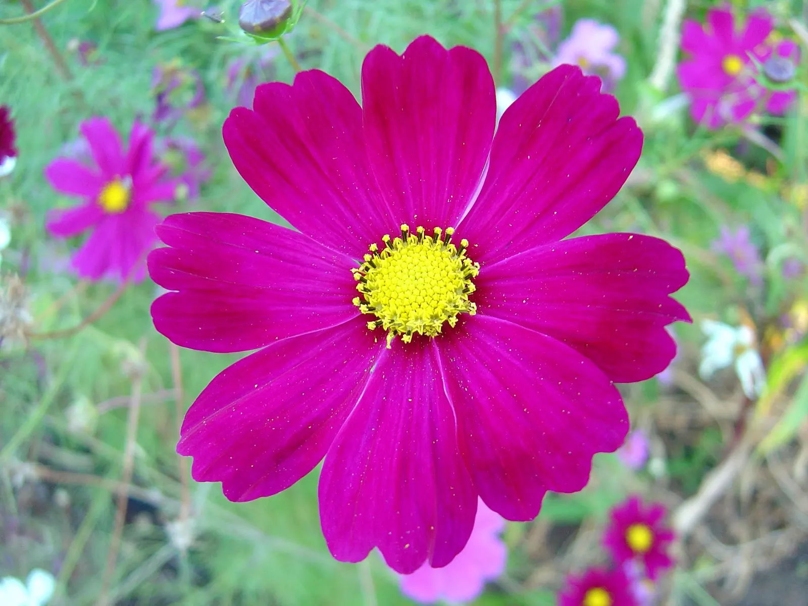 Annual Cosmos (Cosmos Bipinnatus) — Its height makes it suitable for a mid-border position or as an informal backdrop for shorter plants; they are, image 90