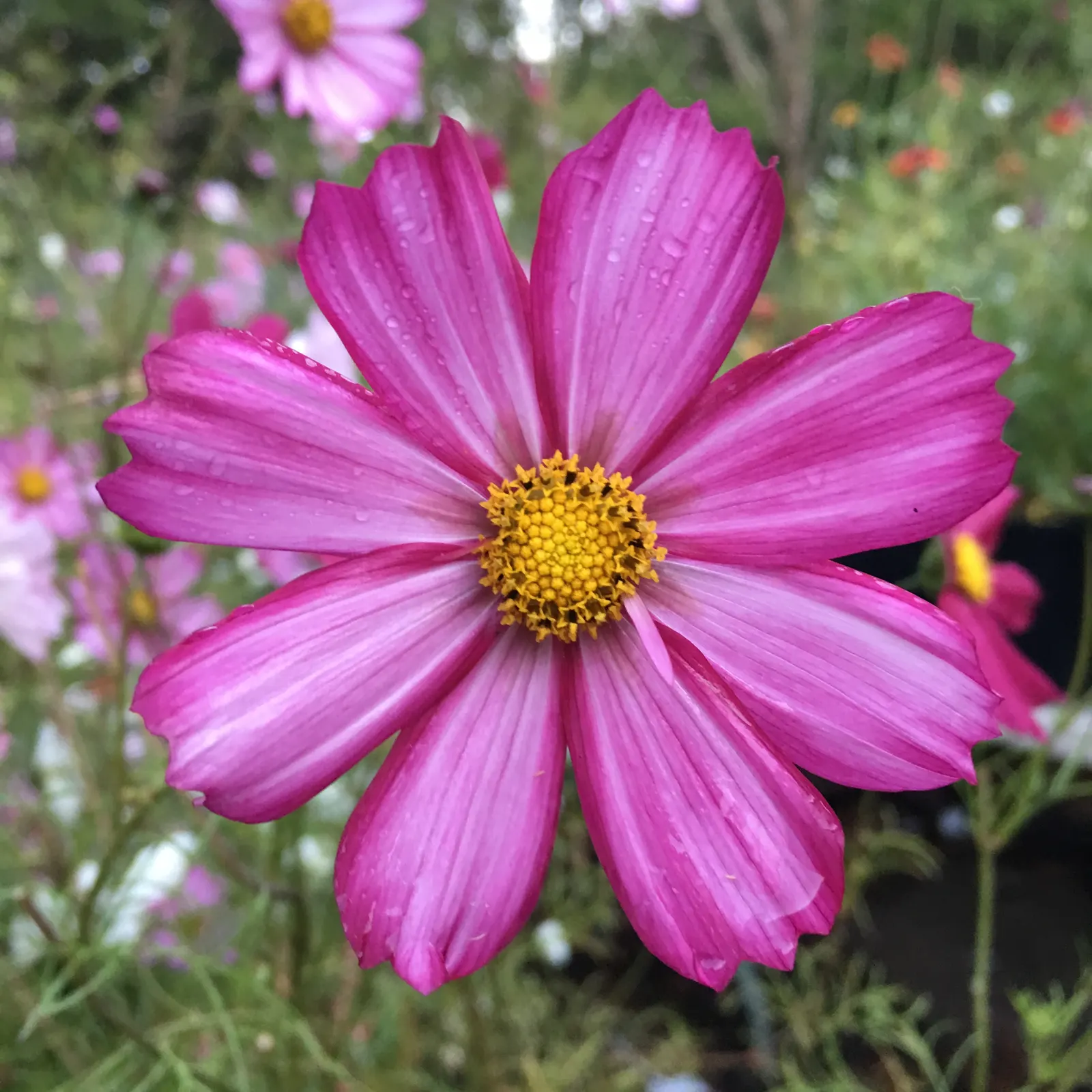 Annual Cosmos (Cosmos Bipinnatus) — and provides continual blooms from summer until frost; affectionately known as Cosmos bipinnatus