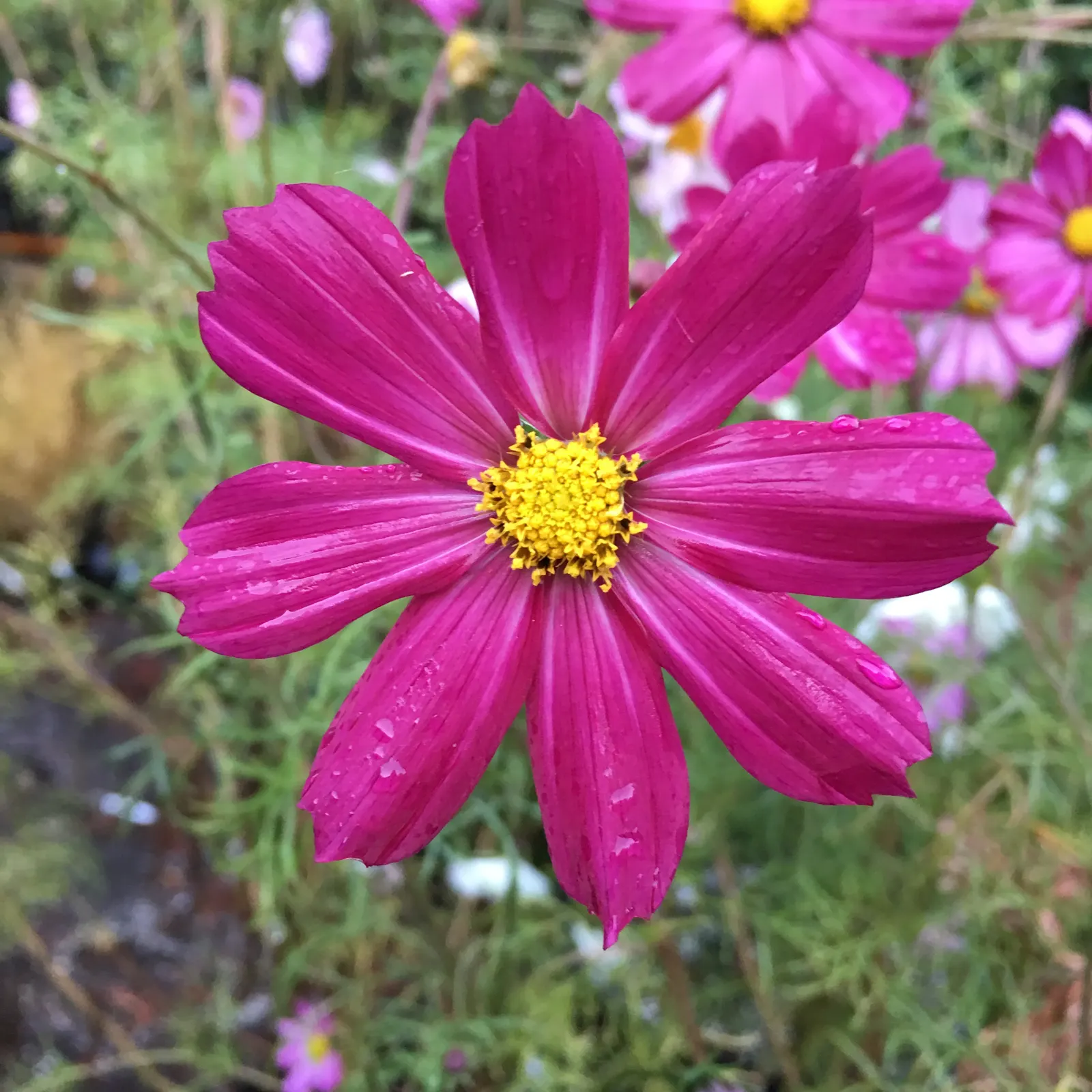 Annual Cosmos (Cosmos Bipinnatus) — They are not fussy about soil conditions and do well in average; it boasts feathery foliage and vibrant, image 115