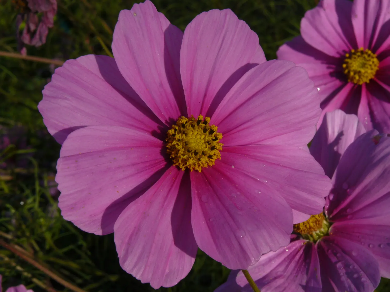 Annual Cosmos (Cosmos Bipinnatus) — Cosmos bipinnatus boasts an upright; with widths spanning from 1 to 2 feet, image 171