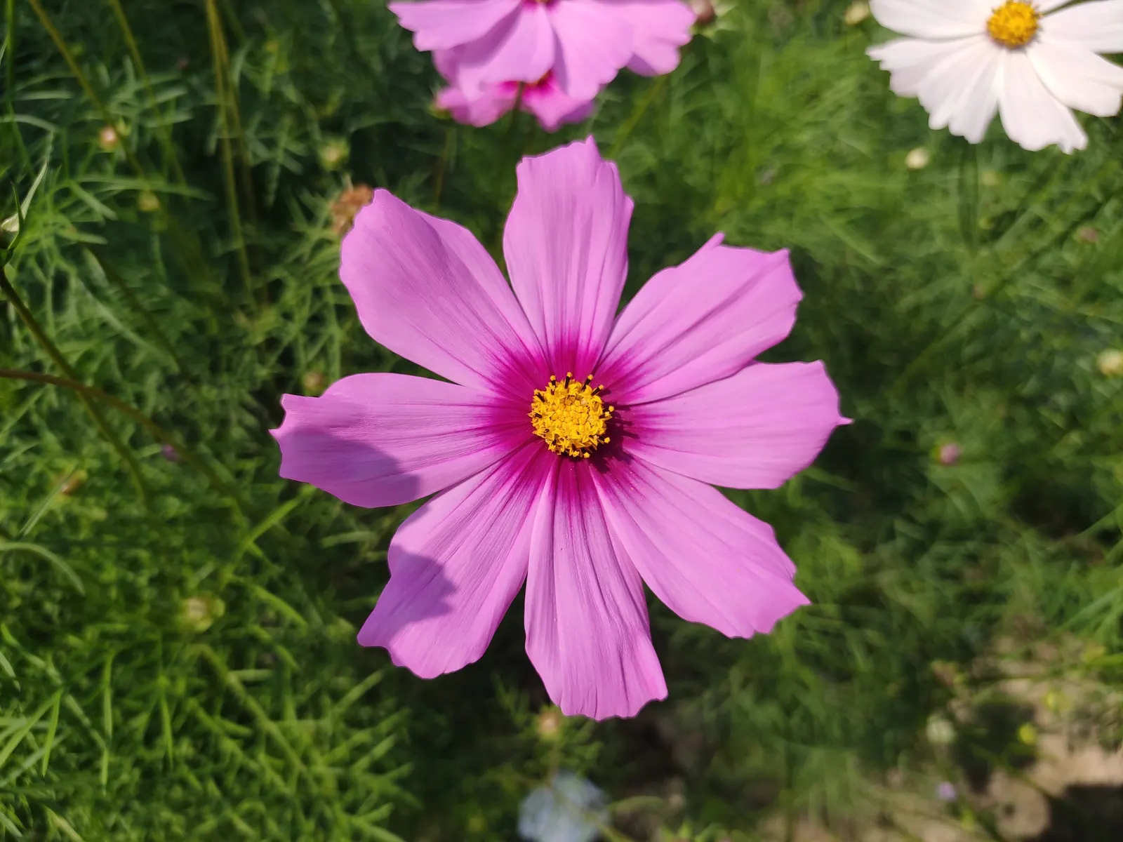 Annual Cosmos (Cosmos Bipinnatus) — Deadheading will encourage continued blooming and maintain a tidy appearance; are a popular choice for adding, image 157