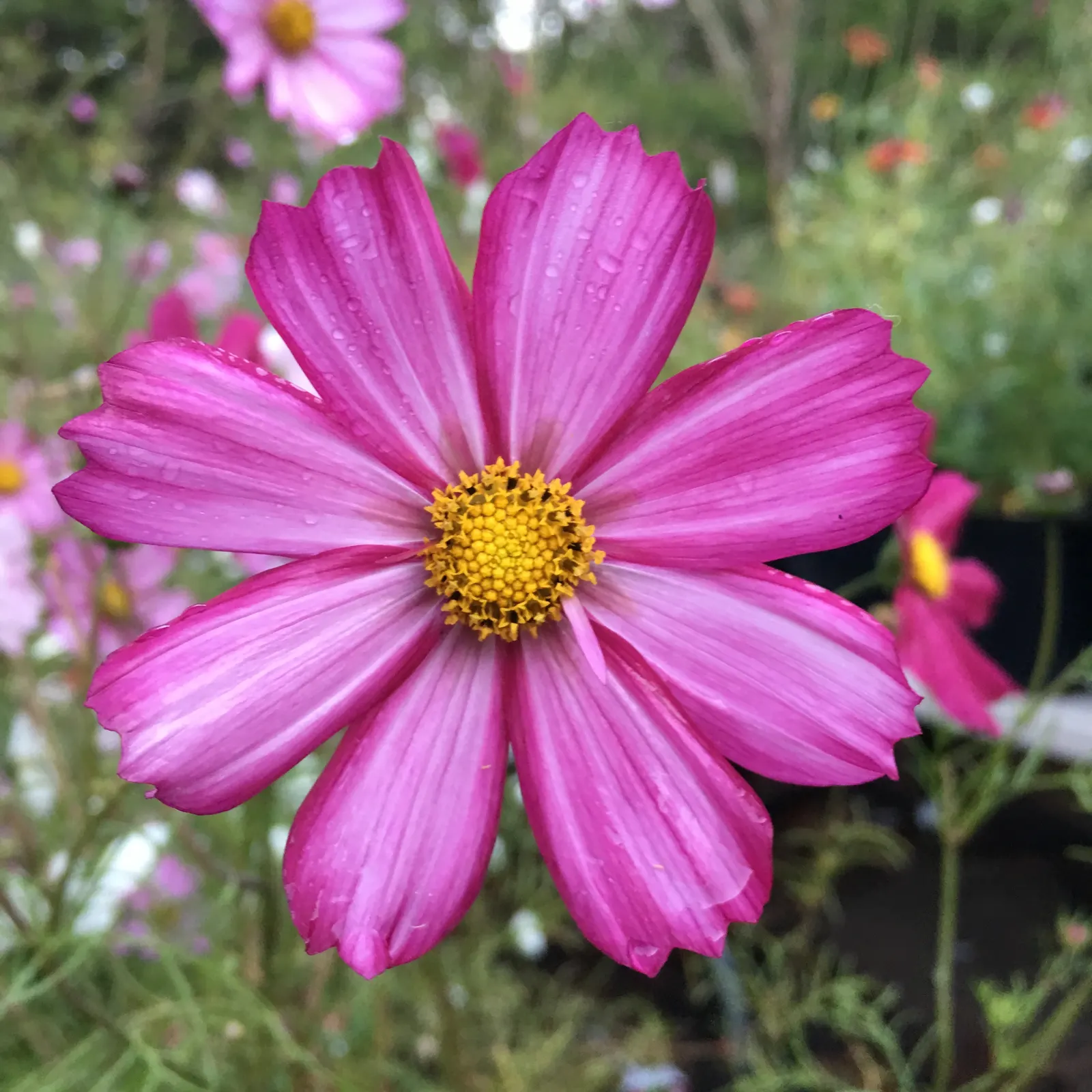 Annual Cosmos (Cosmos Bipinnatus) — and rich magentas.<br><br>Cosmos thrive in full sun exposure; well-drained soils; however, image 81