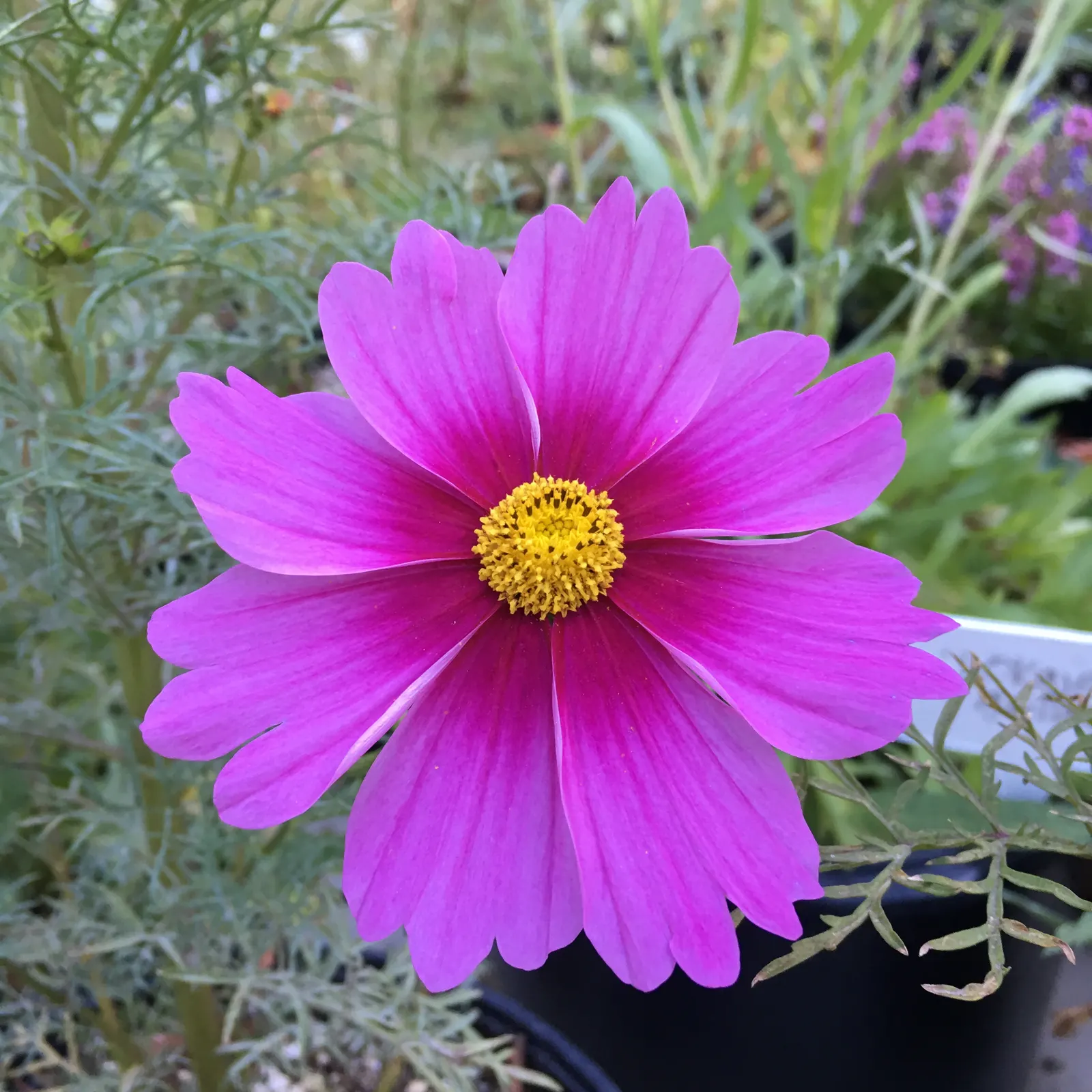Annual Cosmos (Cosmos Bipinnatus) — finely-divided leaves are an attractive deep green; these plants can quickly fill in spaces in garden beds and, image 109