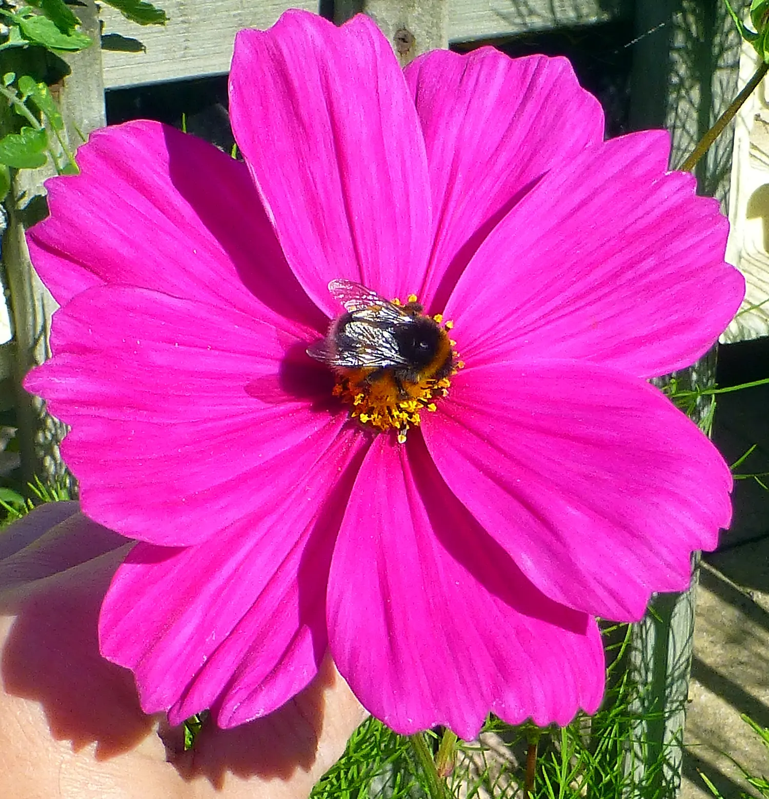 Annual Cosmos (Cosmos Bipinnatus) — Its height makes it suitable for a mid-border position or as an informal backdrop for shorter plants; they are not fussy