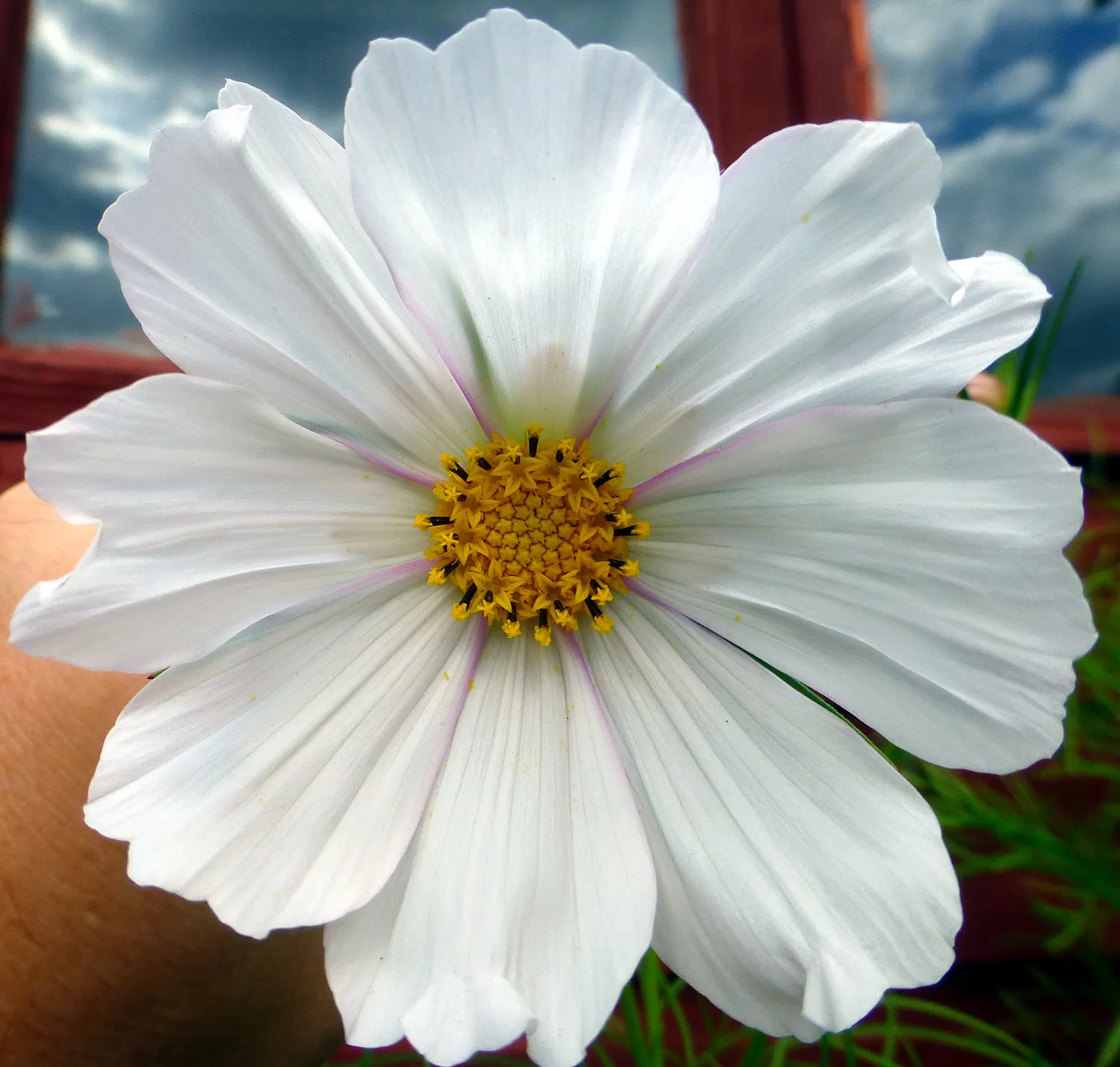 Annual Cosmos (Cosmos Bipinnatus) — Its height makes it suitable for a mid-border position or as an informal backdrop for shorter plants; they are, image 122