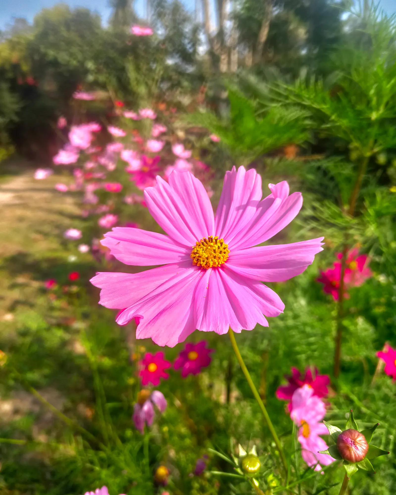 Annual Cosmos (Cosmos Bipinnatus) — They are not fussy about soil conditions and do well in average
