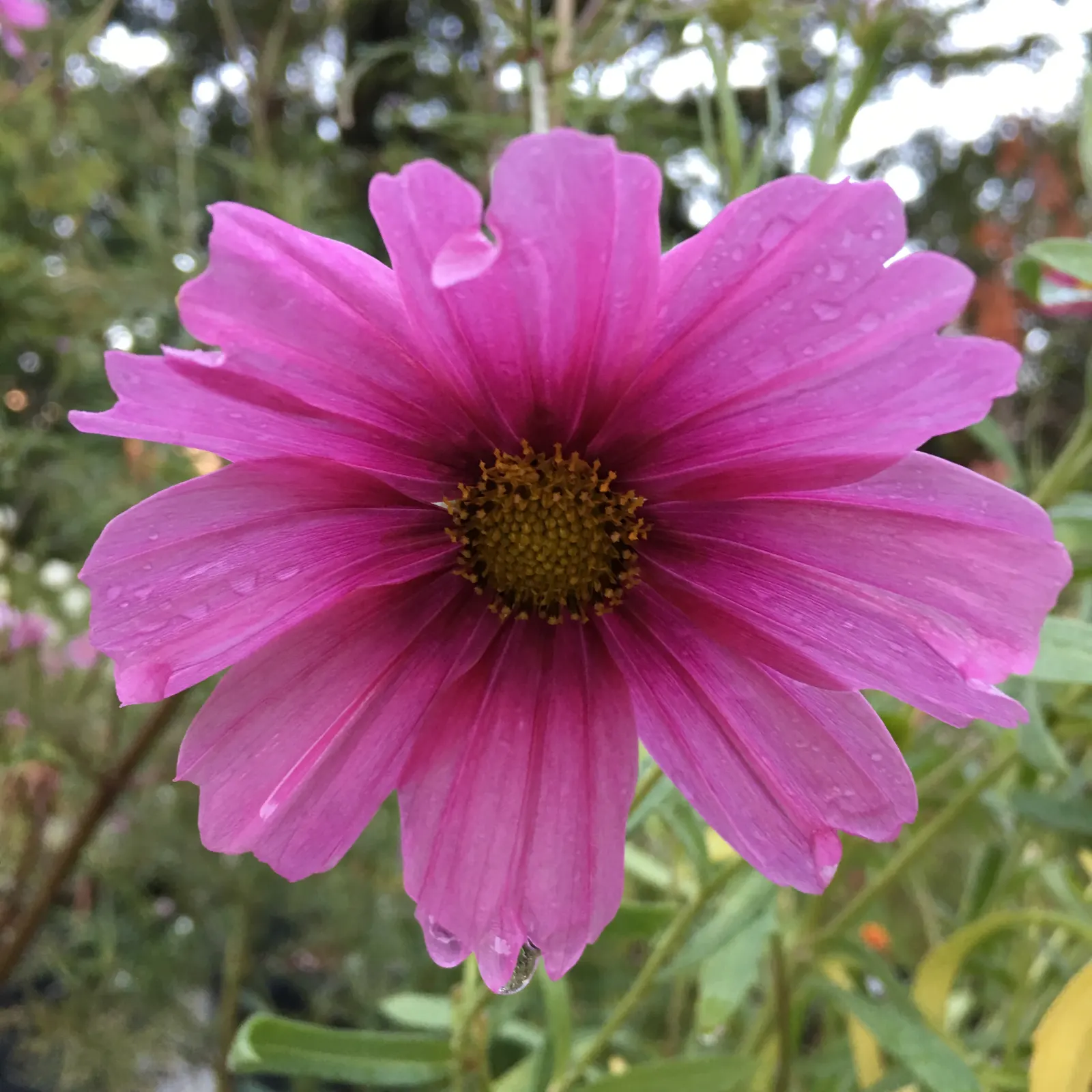 Annual Cosmos (Cosmos Bipinnatus) — For cutting gardens, Cosmos is an exceptional candidate, producing long-stemmed flowers ideal for bouquets; cosmos