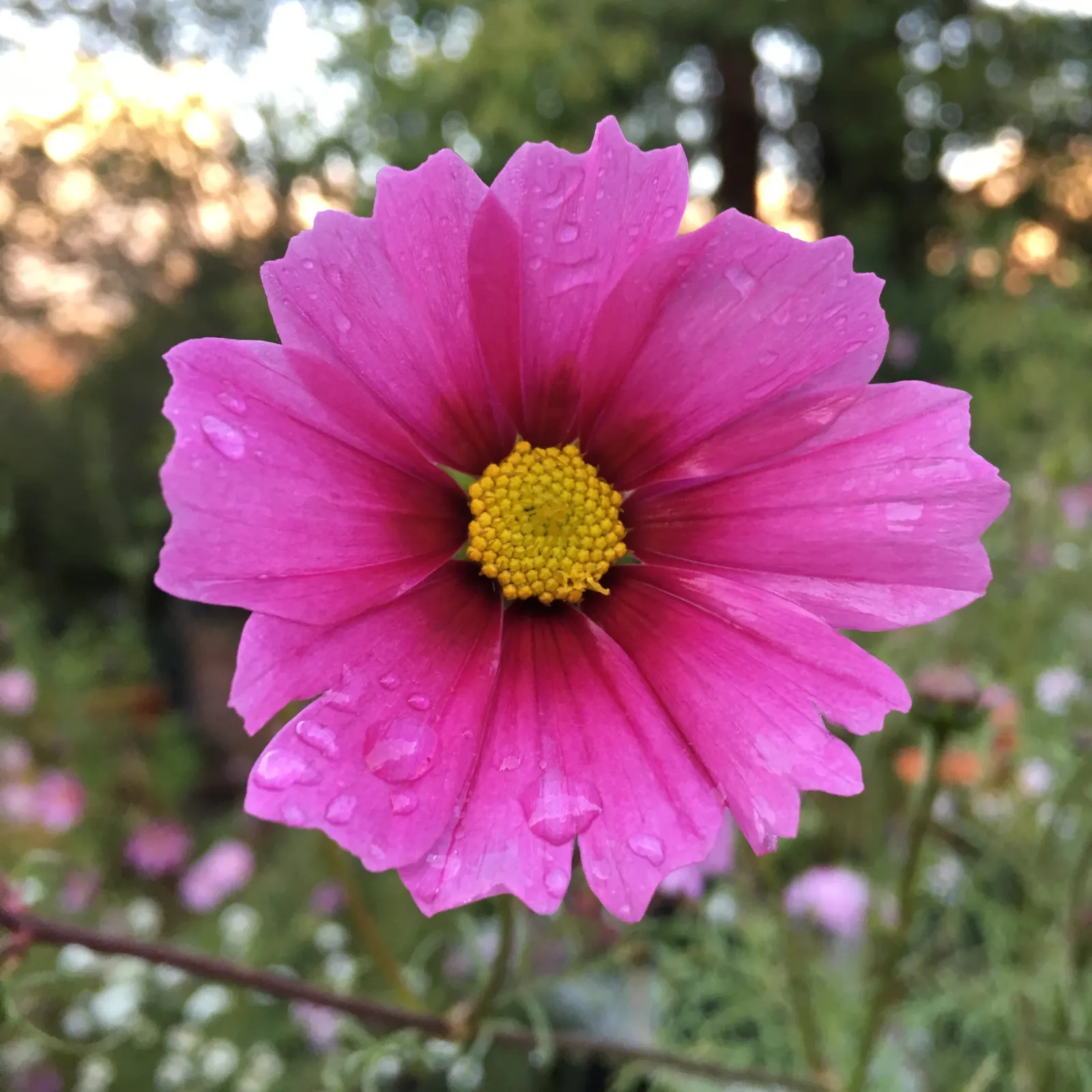 Annual Cosmos (Cosmos Bipinnatus) — annual for full or half; deadheading will encourage continued blooming and maintain a tidy appearance, image 96