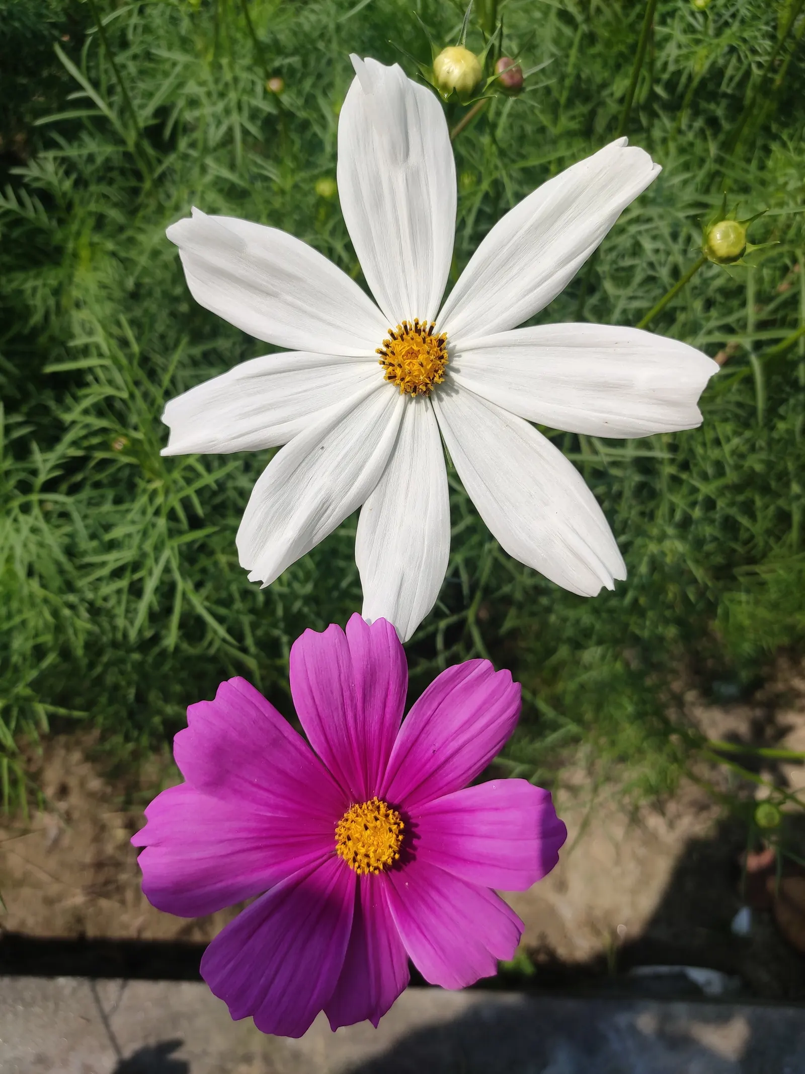 Annual Cosmos (Cosmos Bipinnatus) — and provides continual blooms from summer until frost; affectionately known as Cosmos bipinnatus, image 134
