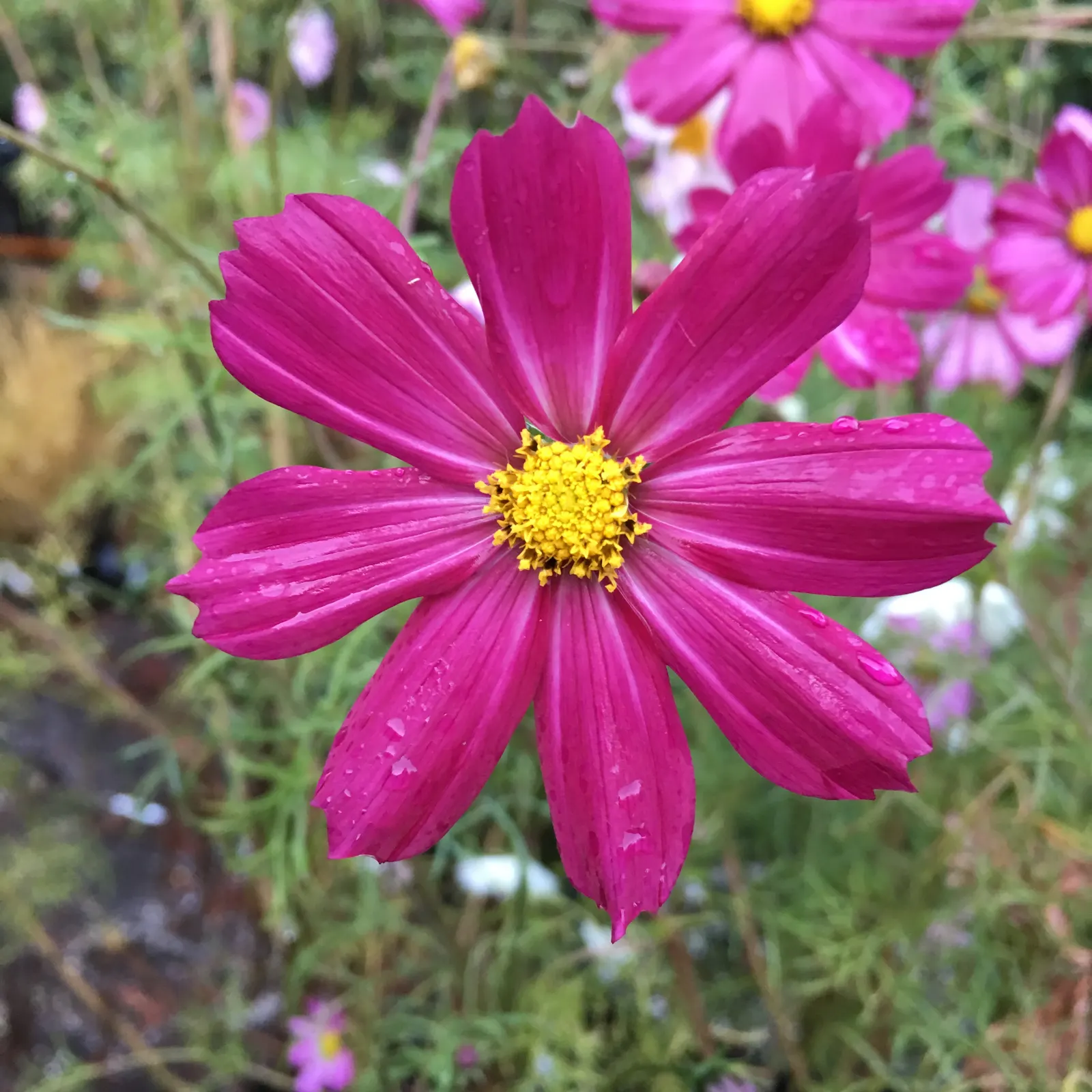 Annual Cosmos (Cosmos Bipinnatus) — making them a forgiving choice for landscapes in hotter; with a moderate growth rate