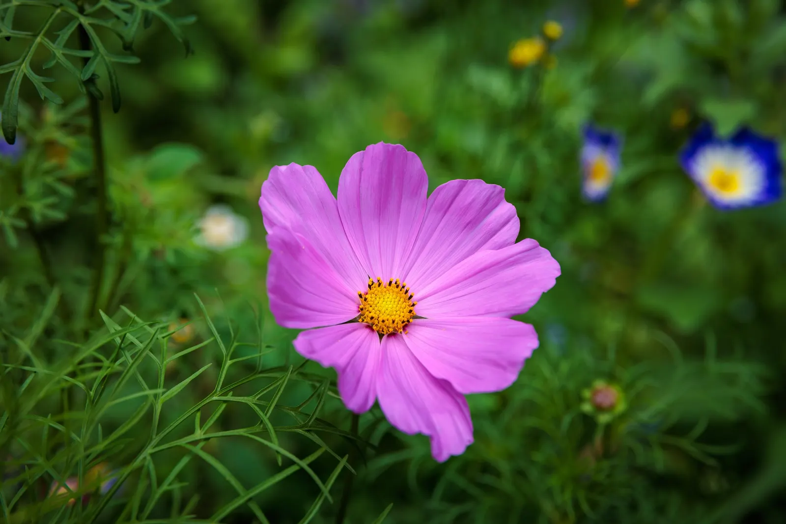 Annual Cosmos (Cosmos Bipinnatus) — Plus, their flowers are attractive to butterflies and bees, adding an extra layer of life to your garden