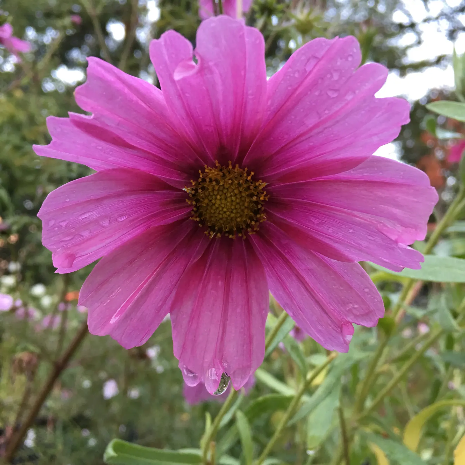 Annual Cosmos (Cosmos Bipinnatus) — they are quite drought-tolerant once established; from pure white to soft pinks