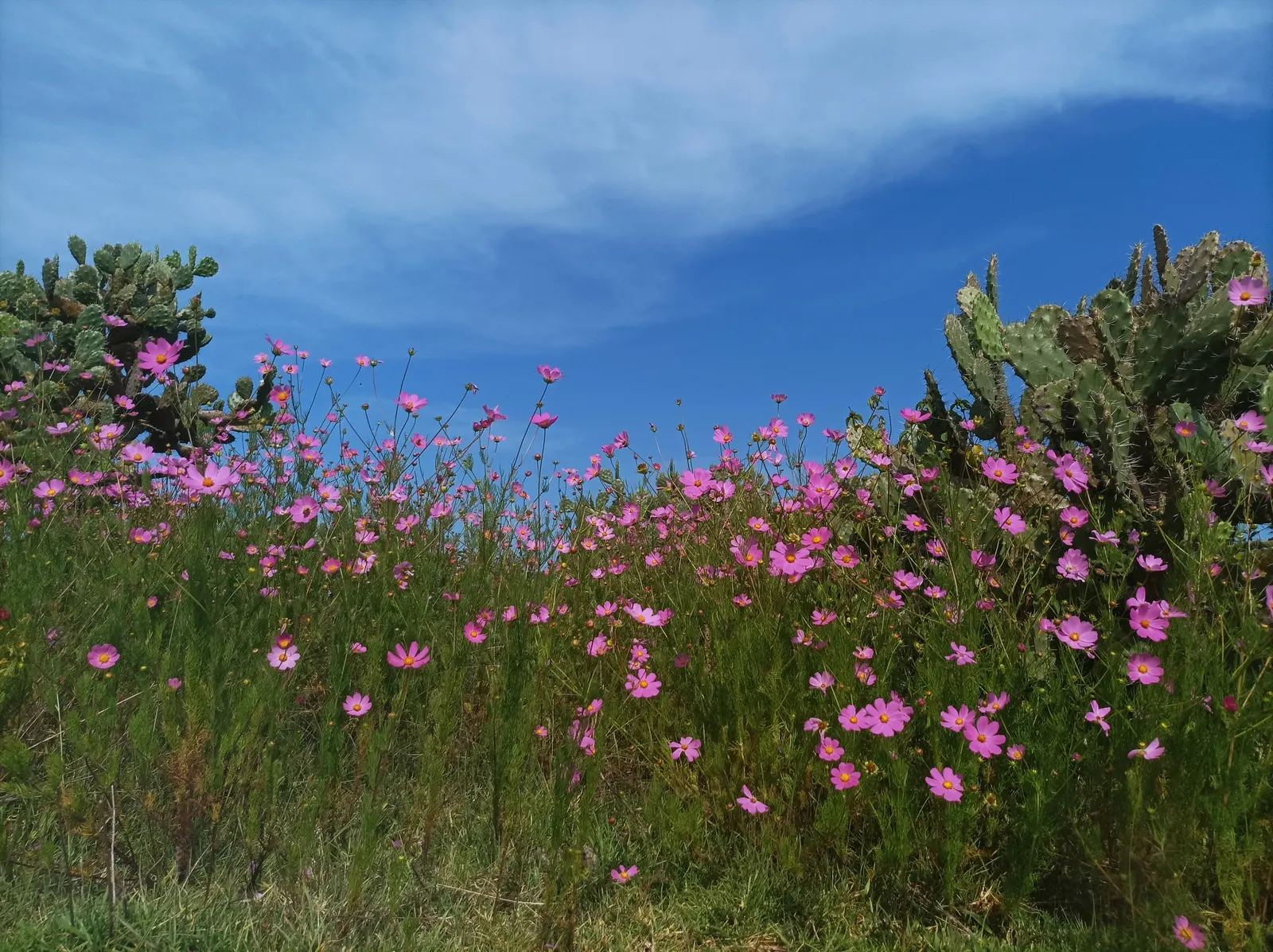 Annual Cosmos (Cosmos Bipinnatus) — are a popular choice for adding vibrant color and feathery textures to garden landscapes; they are quite, image 104