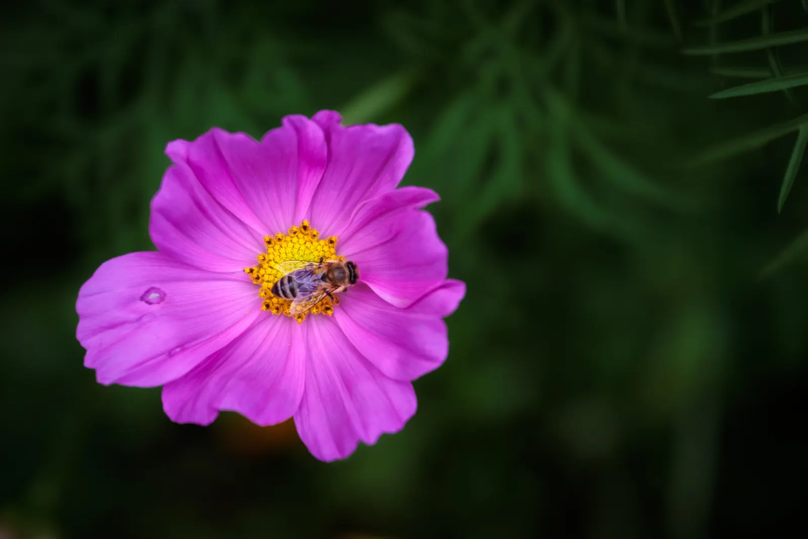 Annual Cosmos (Cosmos Bipinnatus) — annual with multi-colored and pink blooms; making them a forgiving choice for landscapes in hotter, image 159