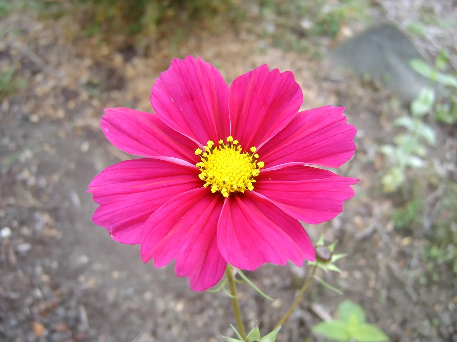 Annual Cosmos (Cosmos Bipinnatus) — are a popular choice for adding vibrant color and feathery textures to garden landscapes; they are quite, image 168