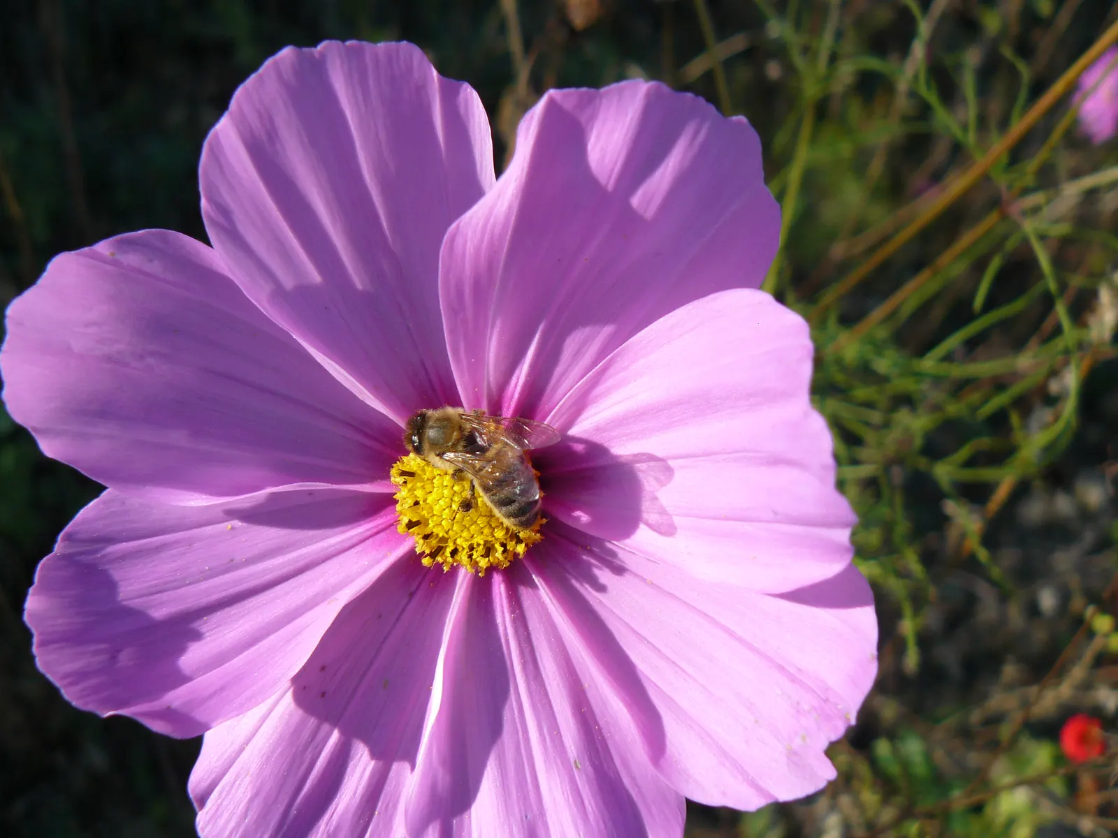 Annual Cosmos (Cosmos Bipinnatus) — well-drained soils; however; they complete their life cycle within one growing season