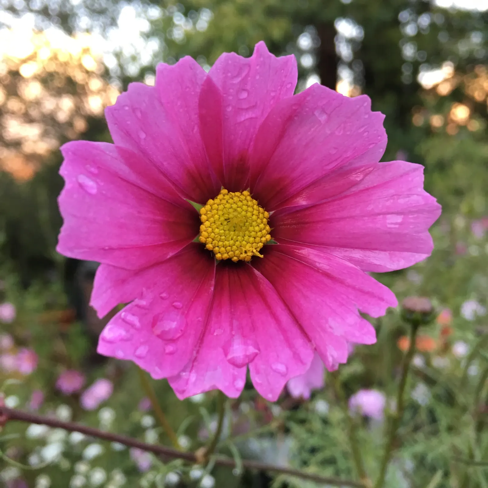 Annual Cosmos (Cosmos Bipinnatus) — Cosmos bipinnatus boasts an upright; with widths spanning from 1 to 2 feet, image 139